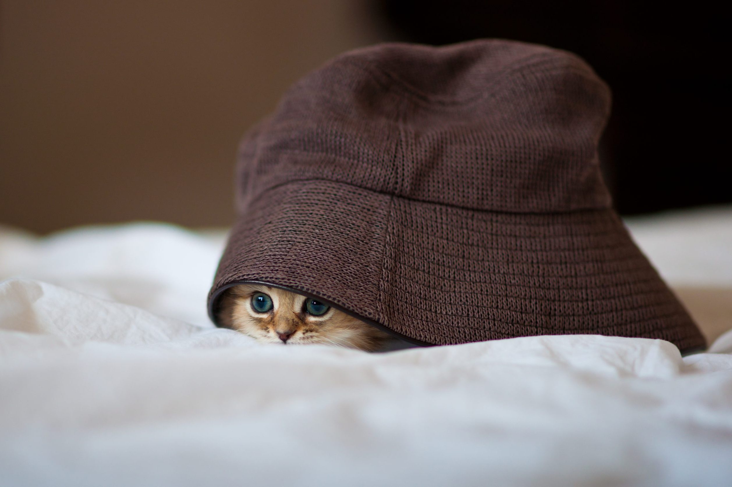 blue-eyed kitten, brown bucket hat, white bedsheet, HD Desktop wallpaper