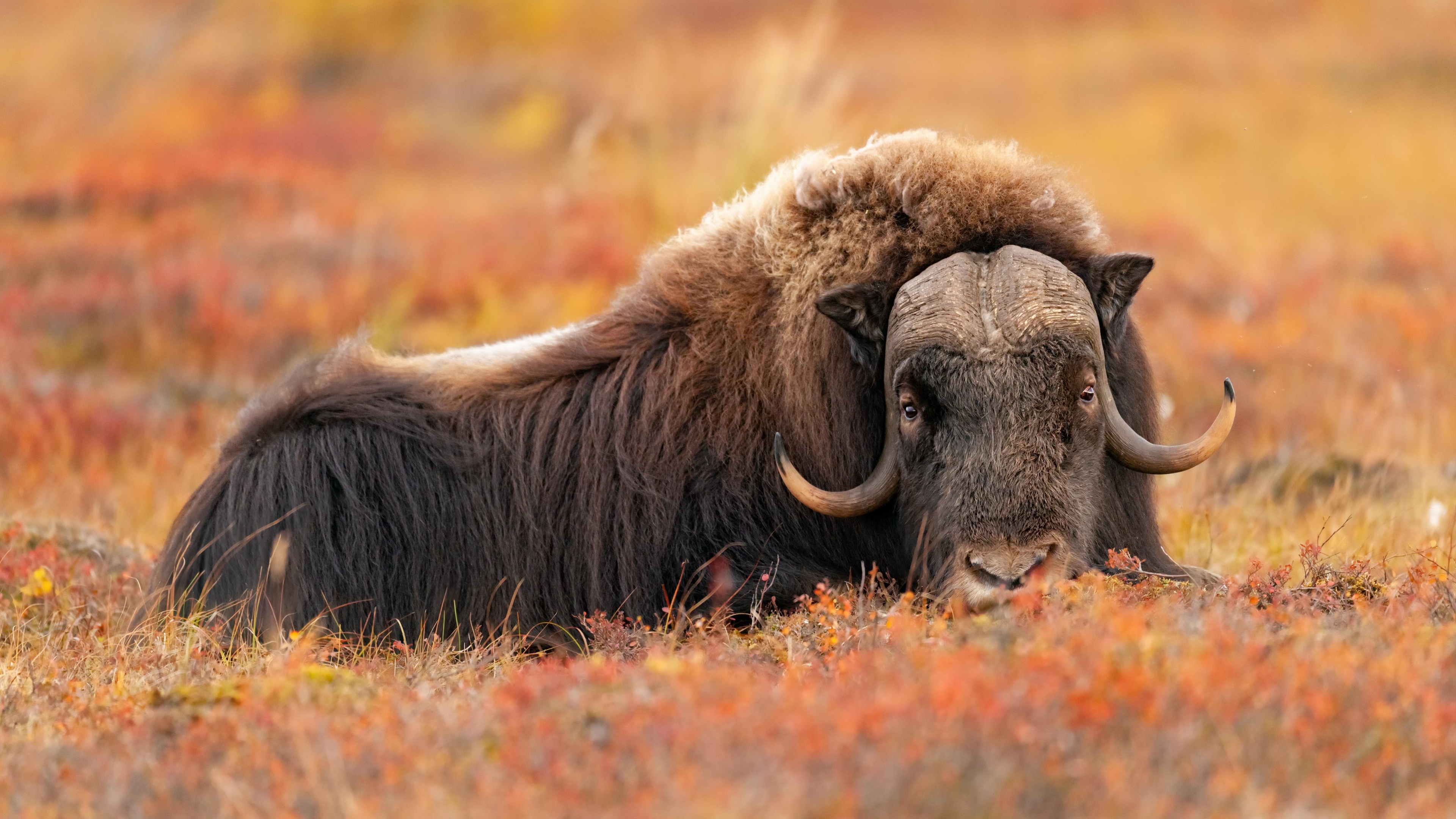 4k ultra HD, Wallpaper, Musk ox, Background, 3840x2160 4K Desktop