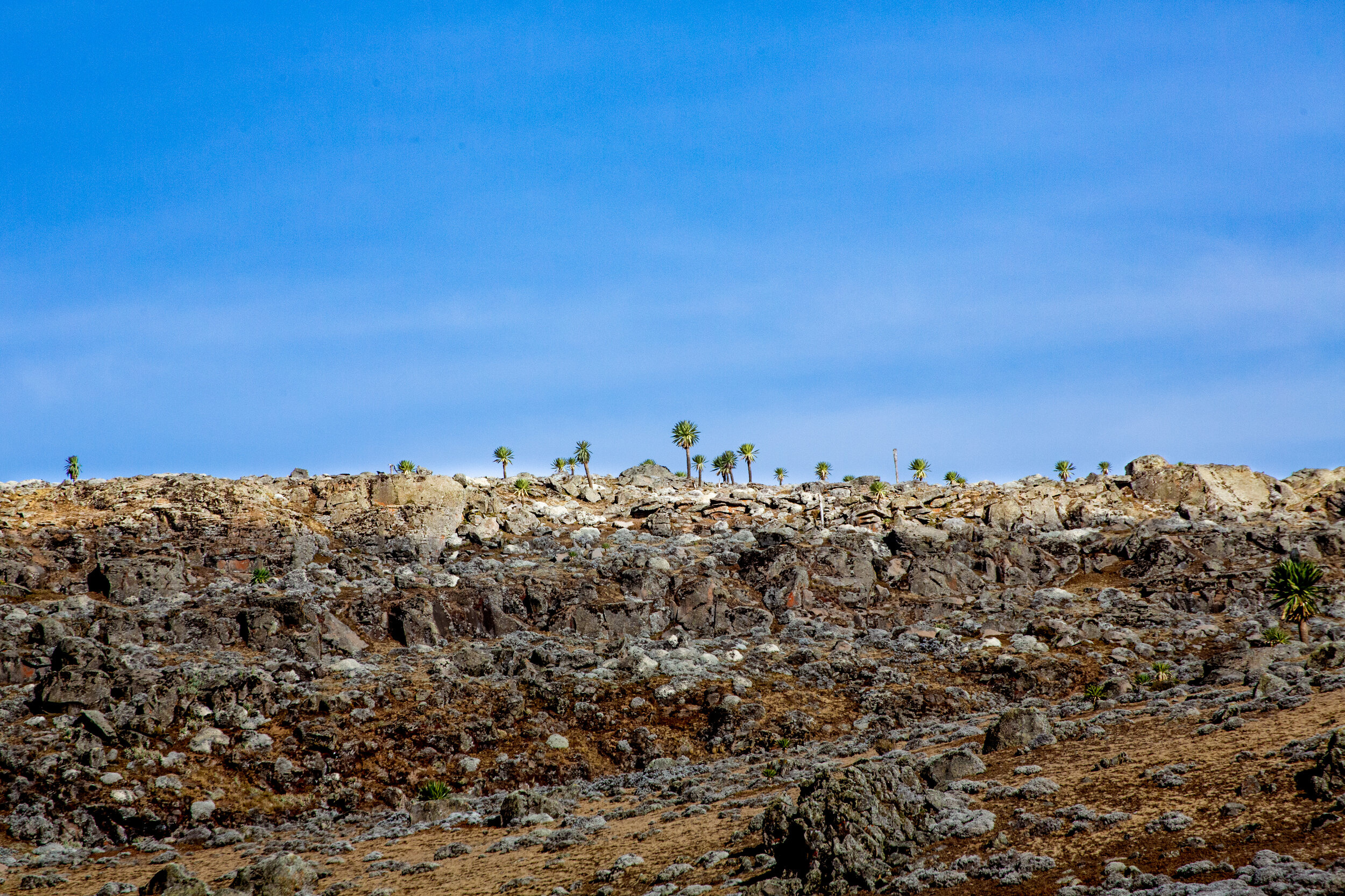 Bale Mountains National Park, Solen Feyissa, Nature, Ethiopia, 2500x1670 HD Desktop