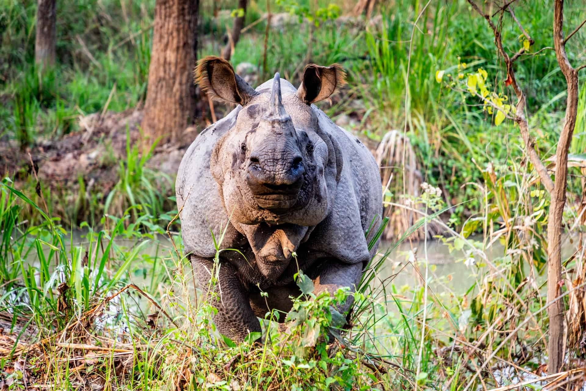 Chitwan National Park, Jungle tour package, Wildlife experience, Natural beauty, 1920x1280 HD Desktop