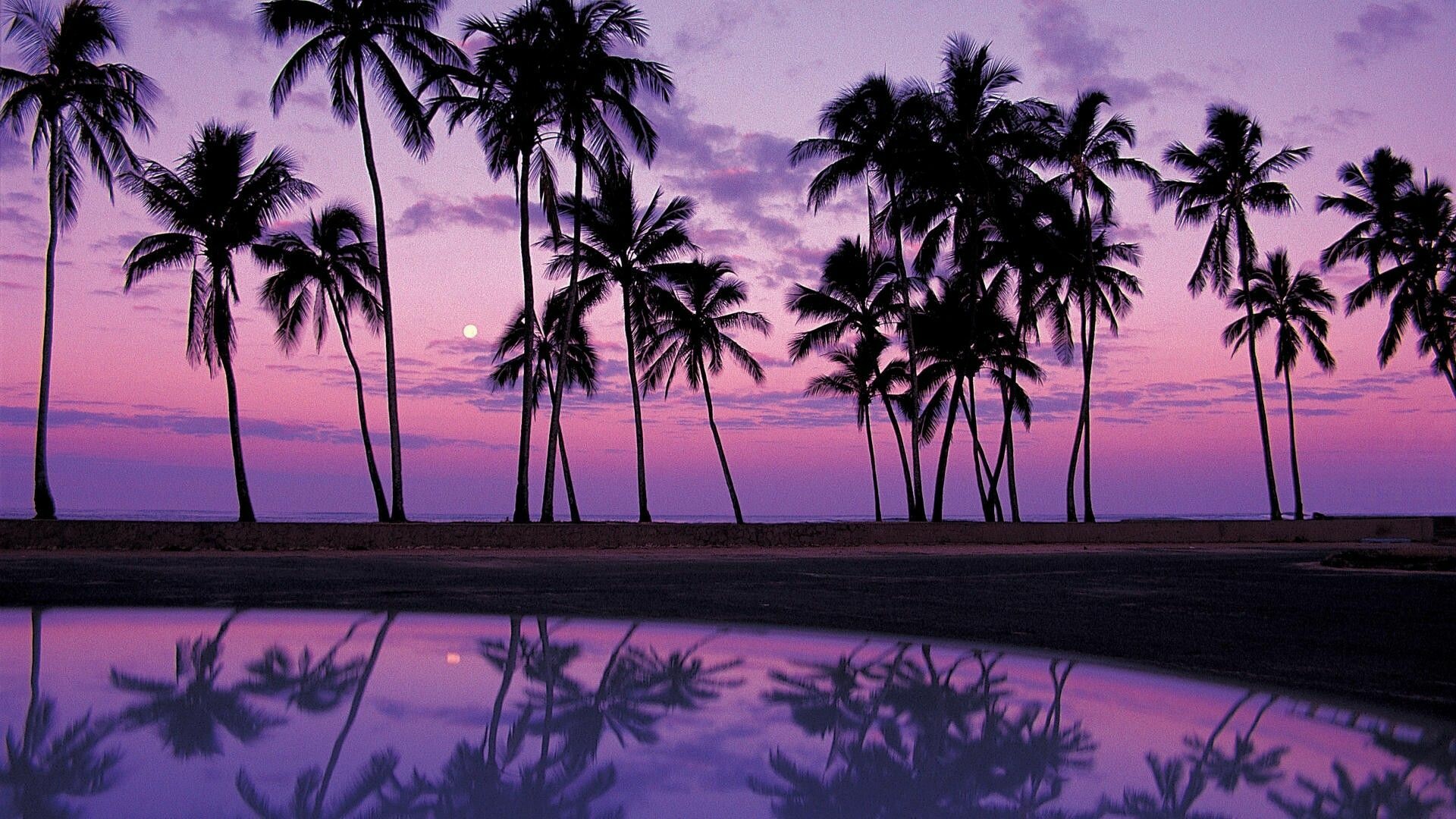 Purple palm trees, Vibrant colors, Stunning photography, Tropical vibes, 1920x1080 Full HD Desktop