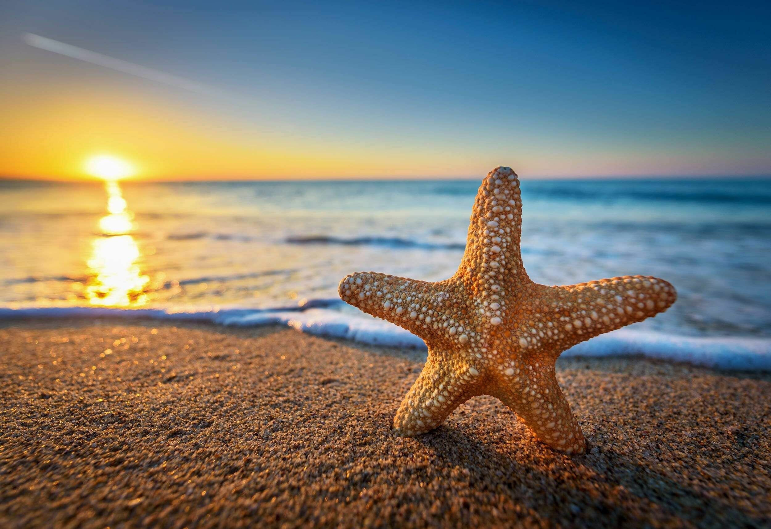 Sunset, Starfish Wallpaper, 2500x1720 HD Desktop