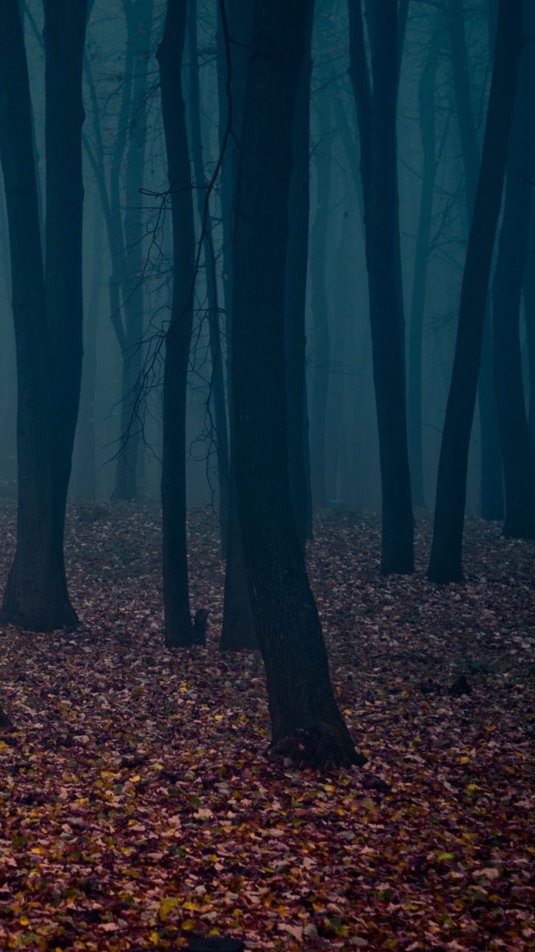 bare dark tree trunks, autumn leaf litter floor, dense blue fog, Full HD Phone wallpaper