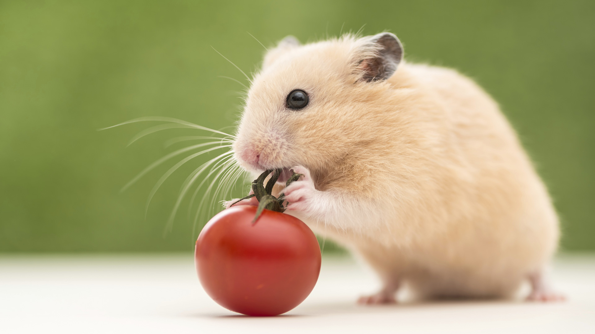 Tomato, Hamsters Wallpaper, 1920x1080 Full HD Desktop
