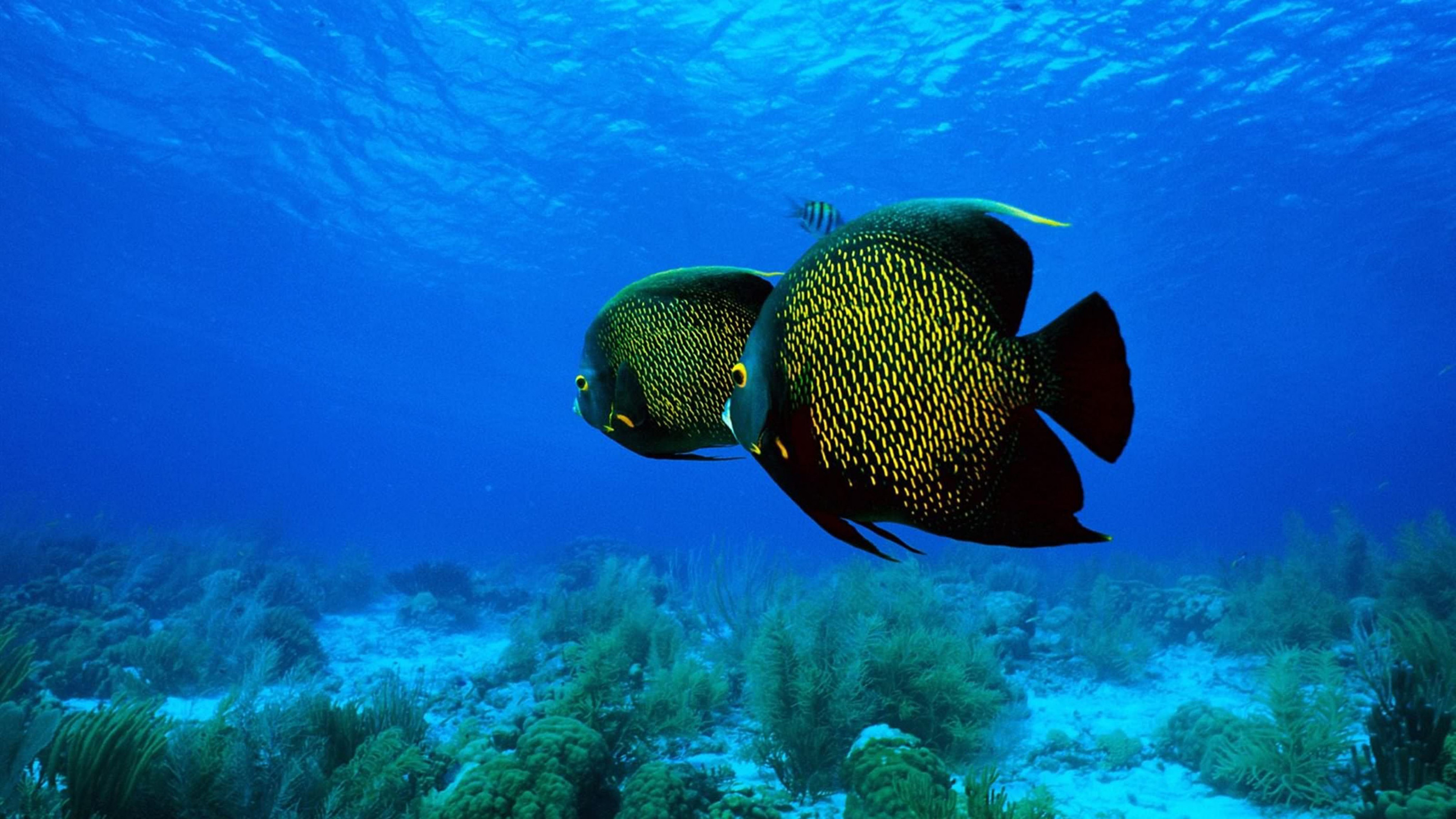 Angelfish, French Angelfish, HD Wallpapers, Baltana, 3840x2160 4K Desktop