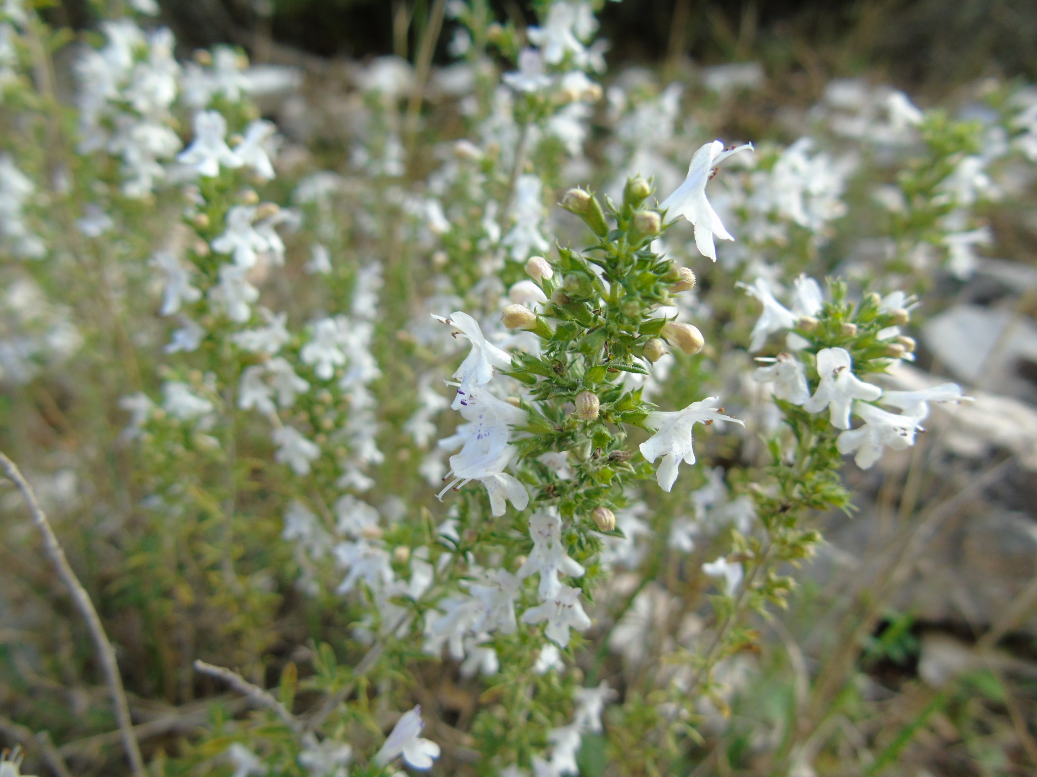 Winter Savory, Ajedrea satureja montana, Natusfera, Food, 2050x1540 HD Desktop