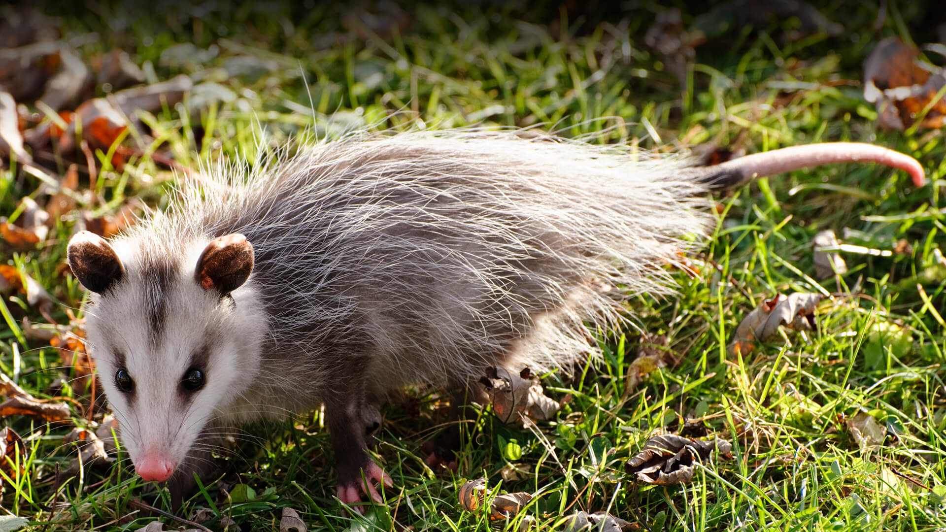 Opossum, Unique wall art, Animal photography, Home decorations, 1920x1080 Full HD Desktop