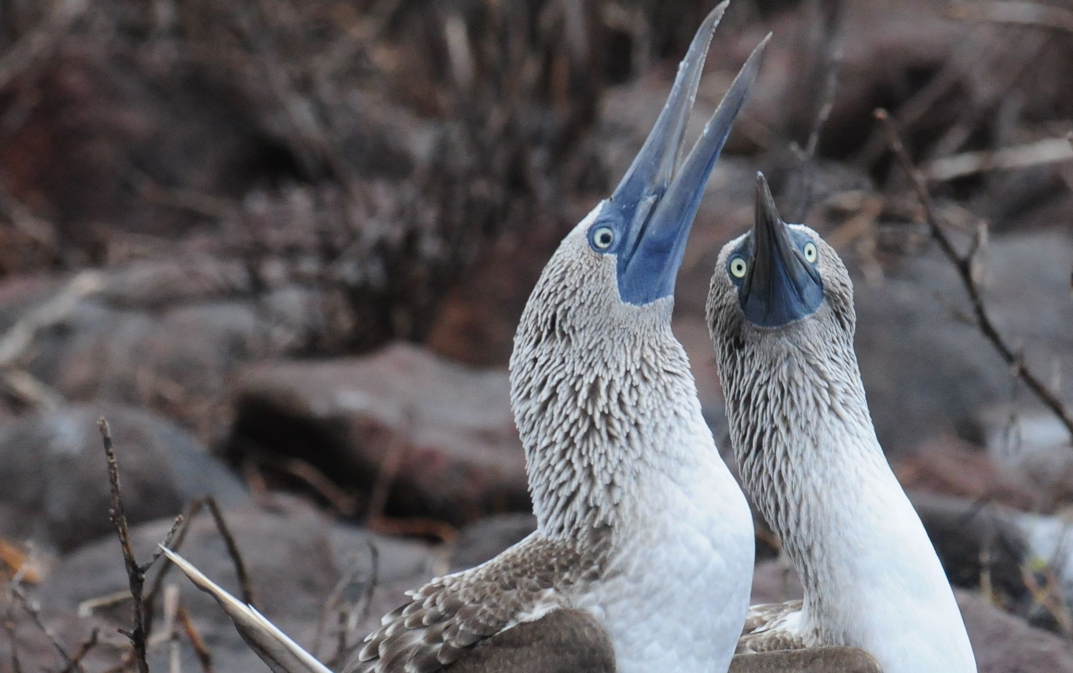 Blue footed booby, Desktop, Bird, Adorable, 2120x1330 HD Desktop