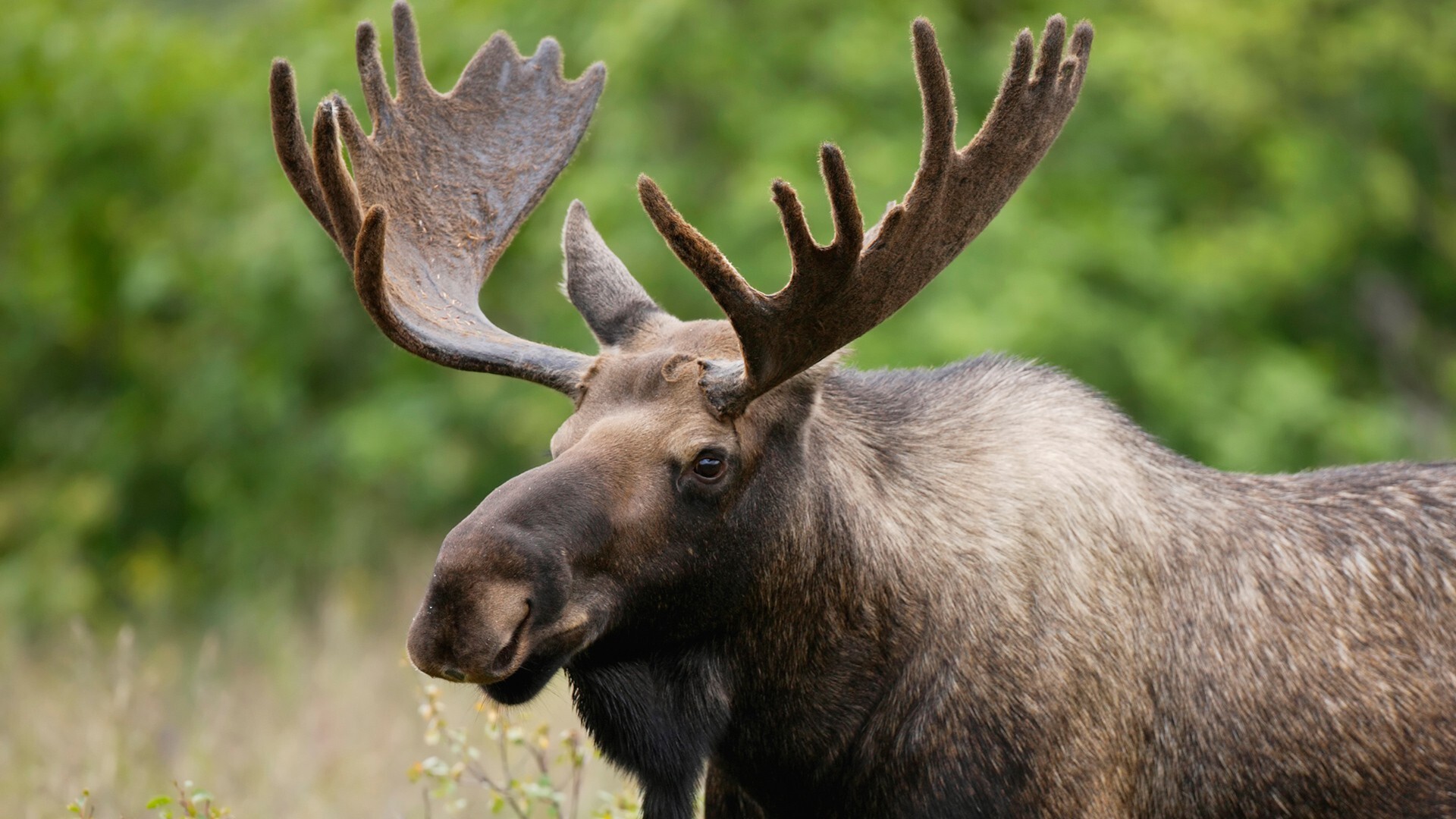 Elk (Animals), Breathtaking landscapes, Wildlife sanctuary, Serene nature, 1920x1080 Full HD Desktop