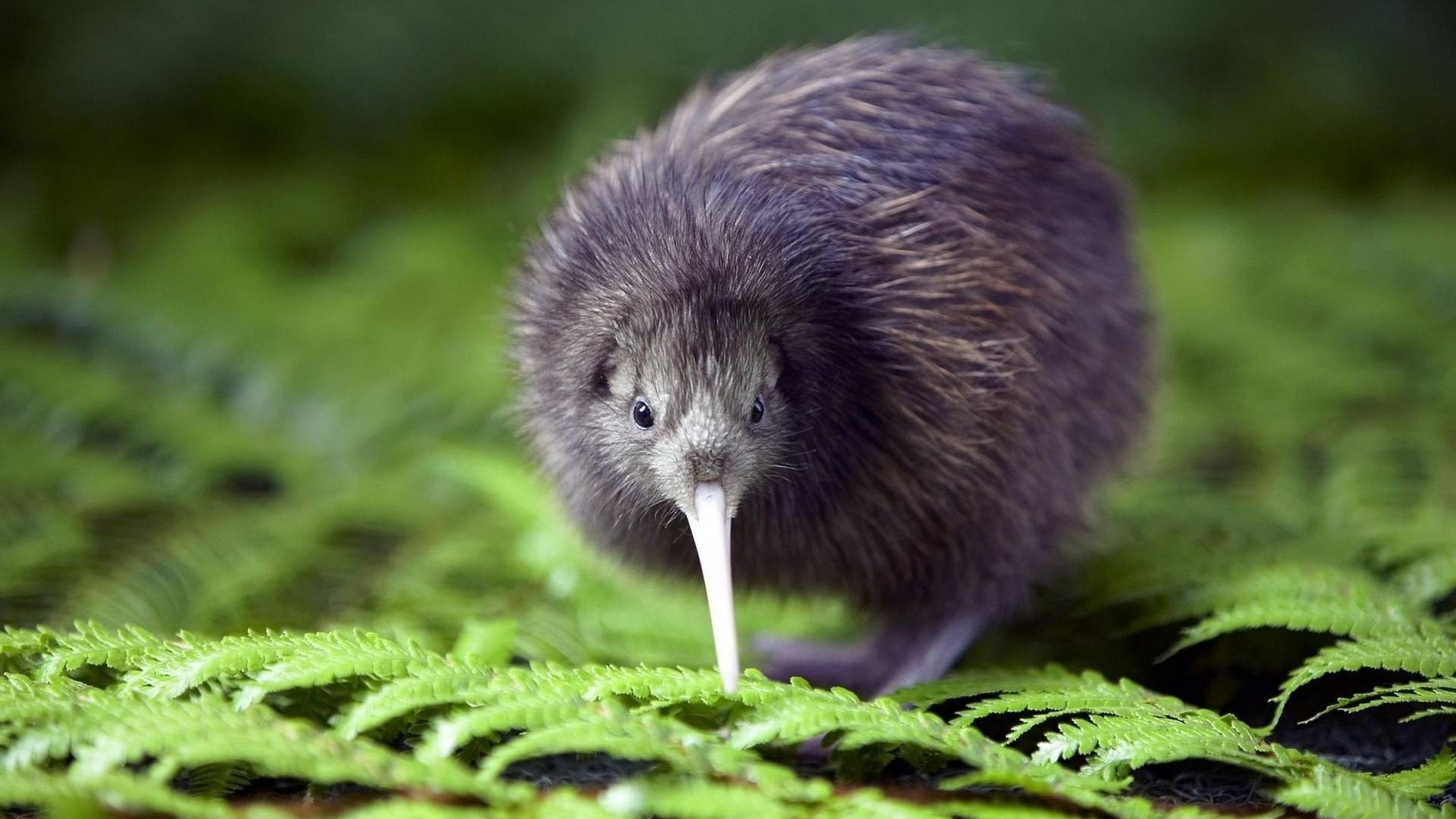 Kiwi Bird, Leaves Macro Wallpapers, UHD TV, 3840x2160 4K Desktop