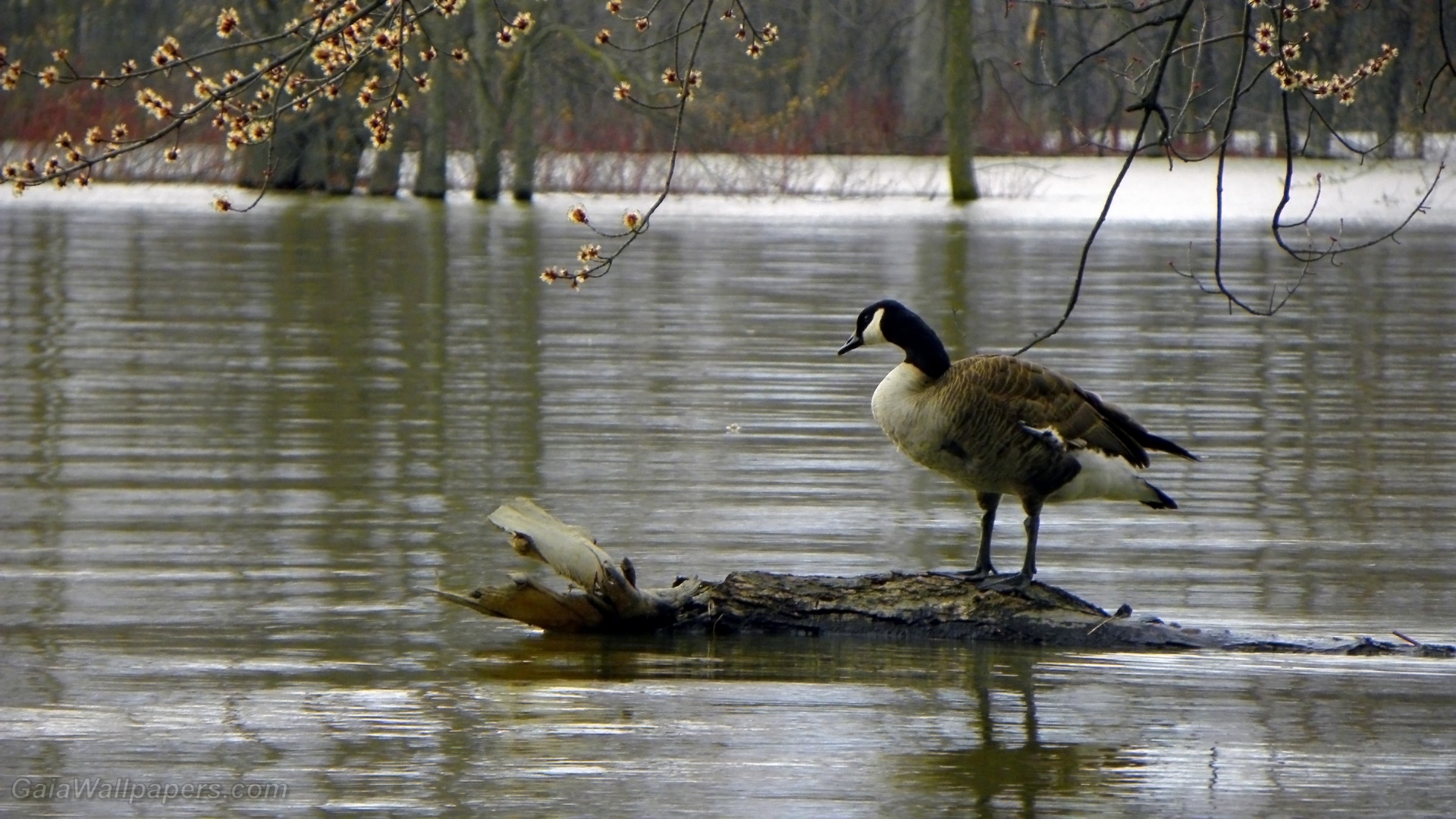 Canada Goose, High water levels, Spring scenery, Desktop wallpapers, 1920x1080 Full HD Desktop