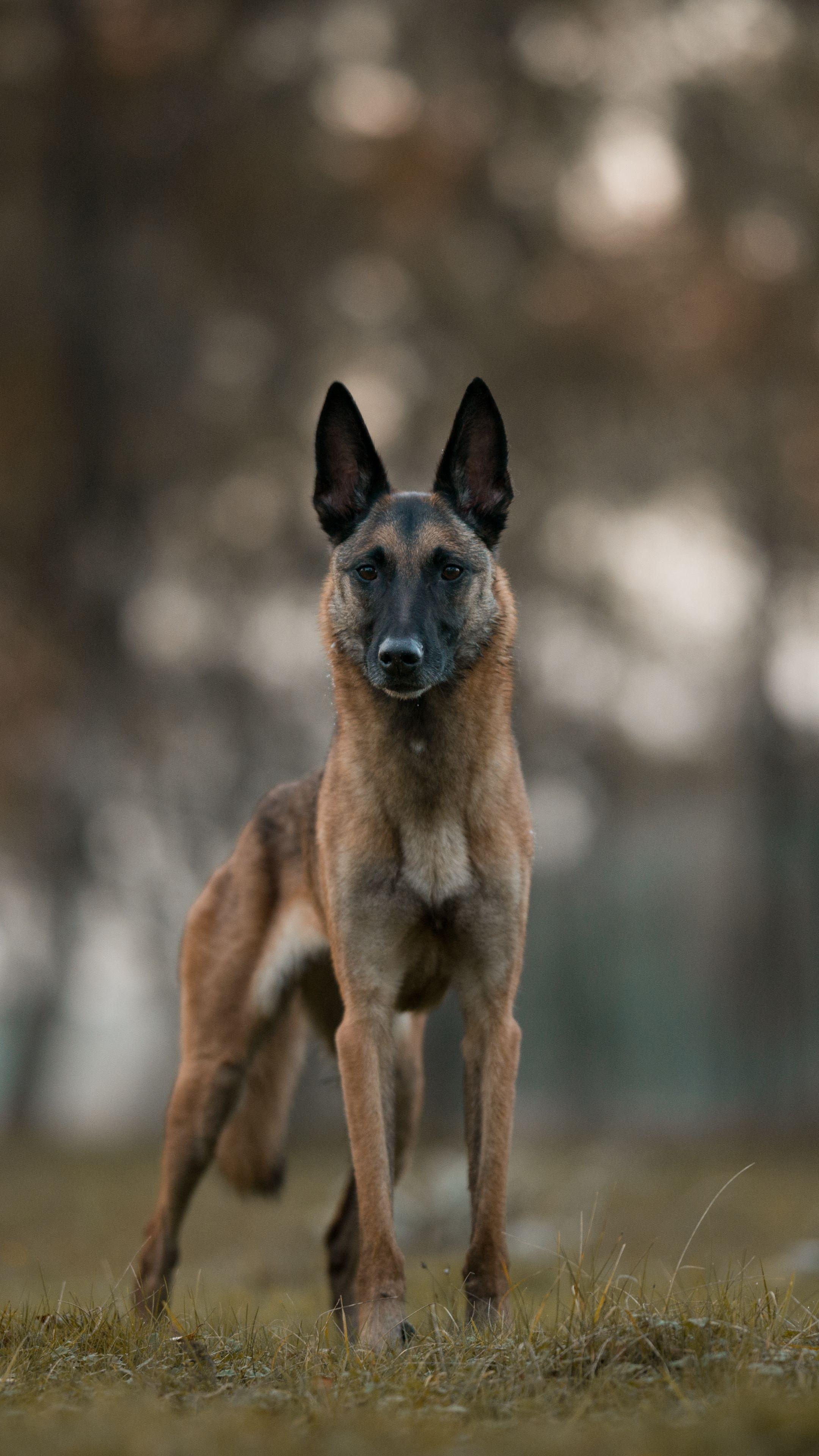 Belgian Malinois, Cute Dogs Wallpaper, 2160x3840 4K Phone