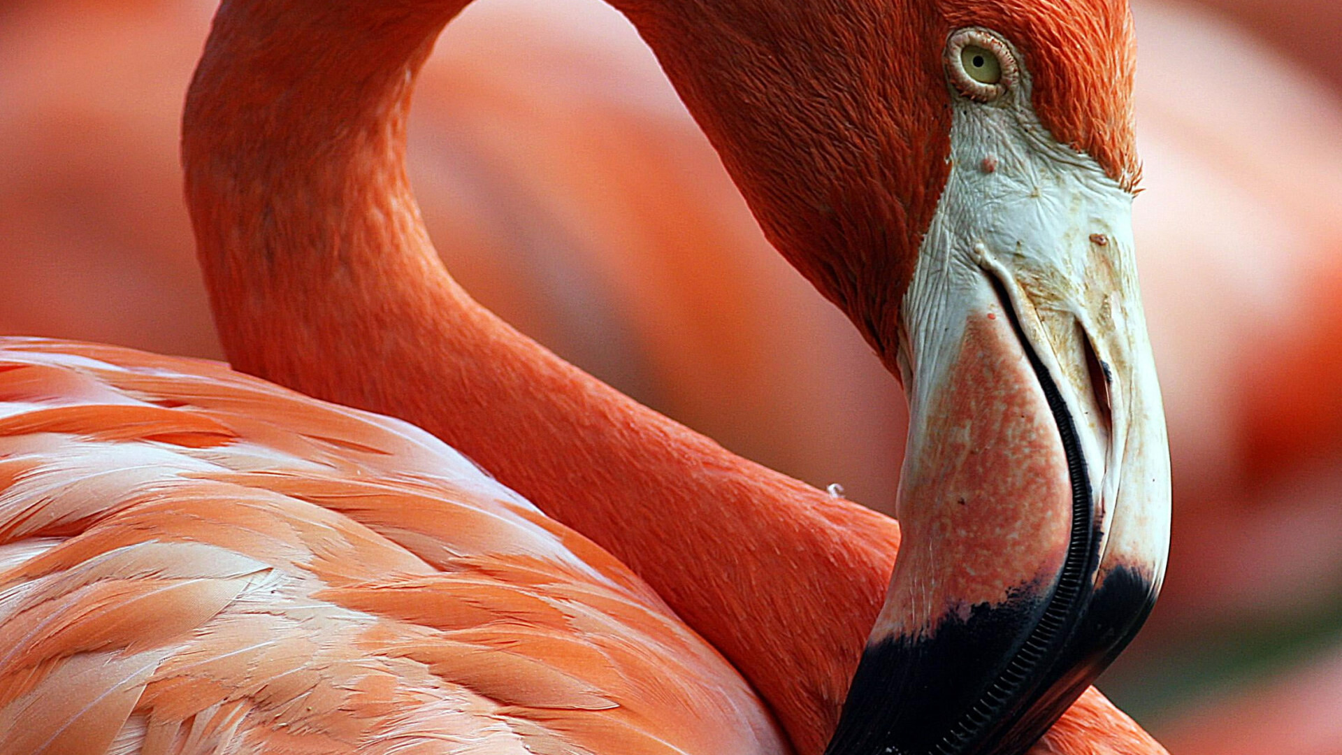 Close-up photo, Red and white swan, Subtle elegance, Wallpaper for nature lovers, 1920x1080 Full HD Desktop