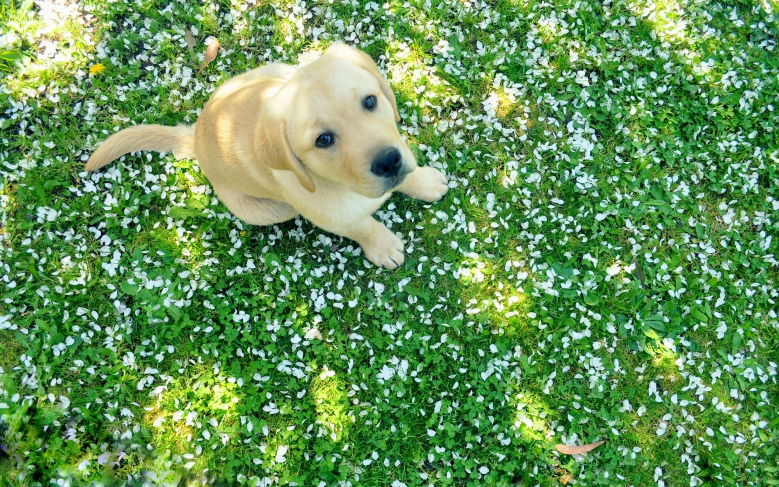 Labrador puppy, Beautiful coat, High definition, Mesmerizing gaze, 2560x1600 HD Desktop