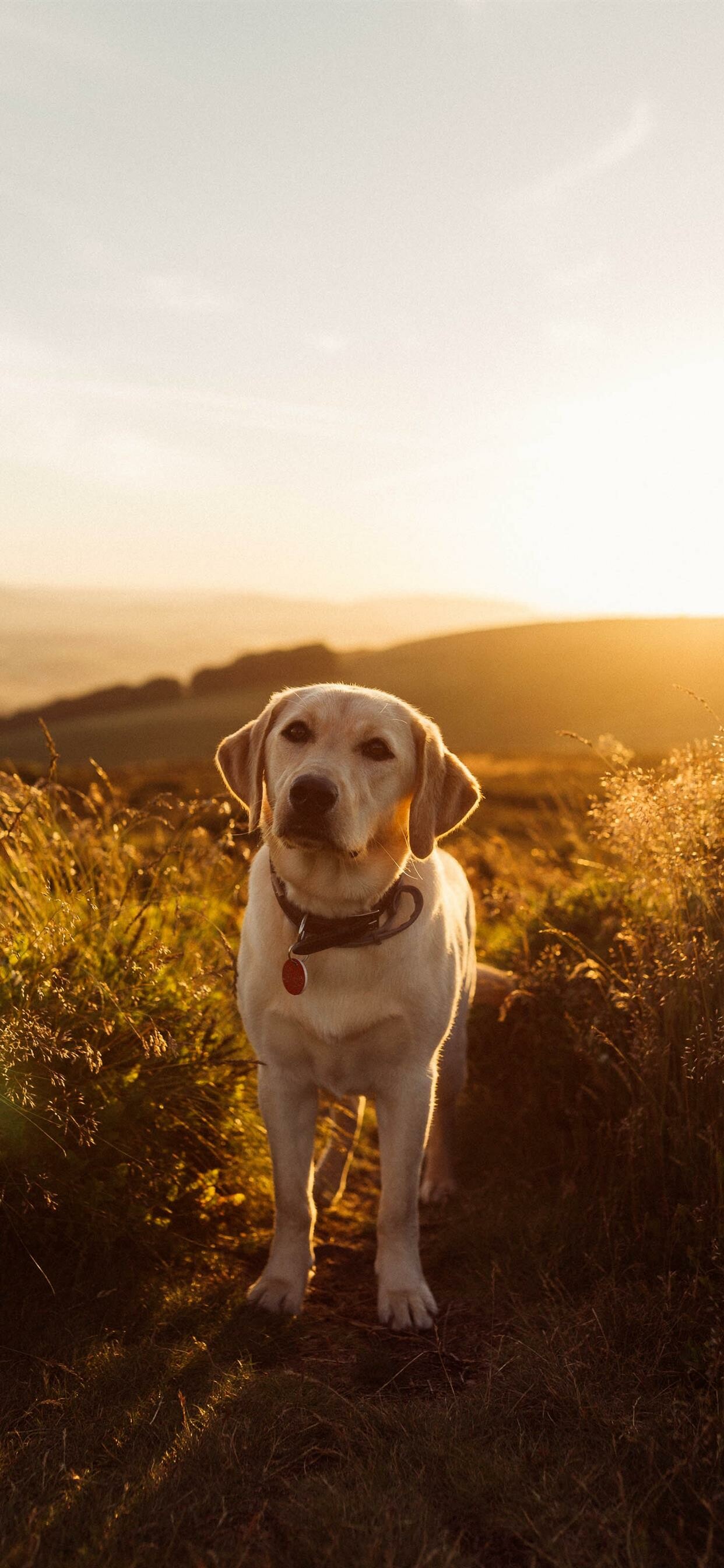 Sunset, Labrador Retriever Wallpaper, 1250x2690 HD Phone