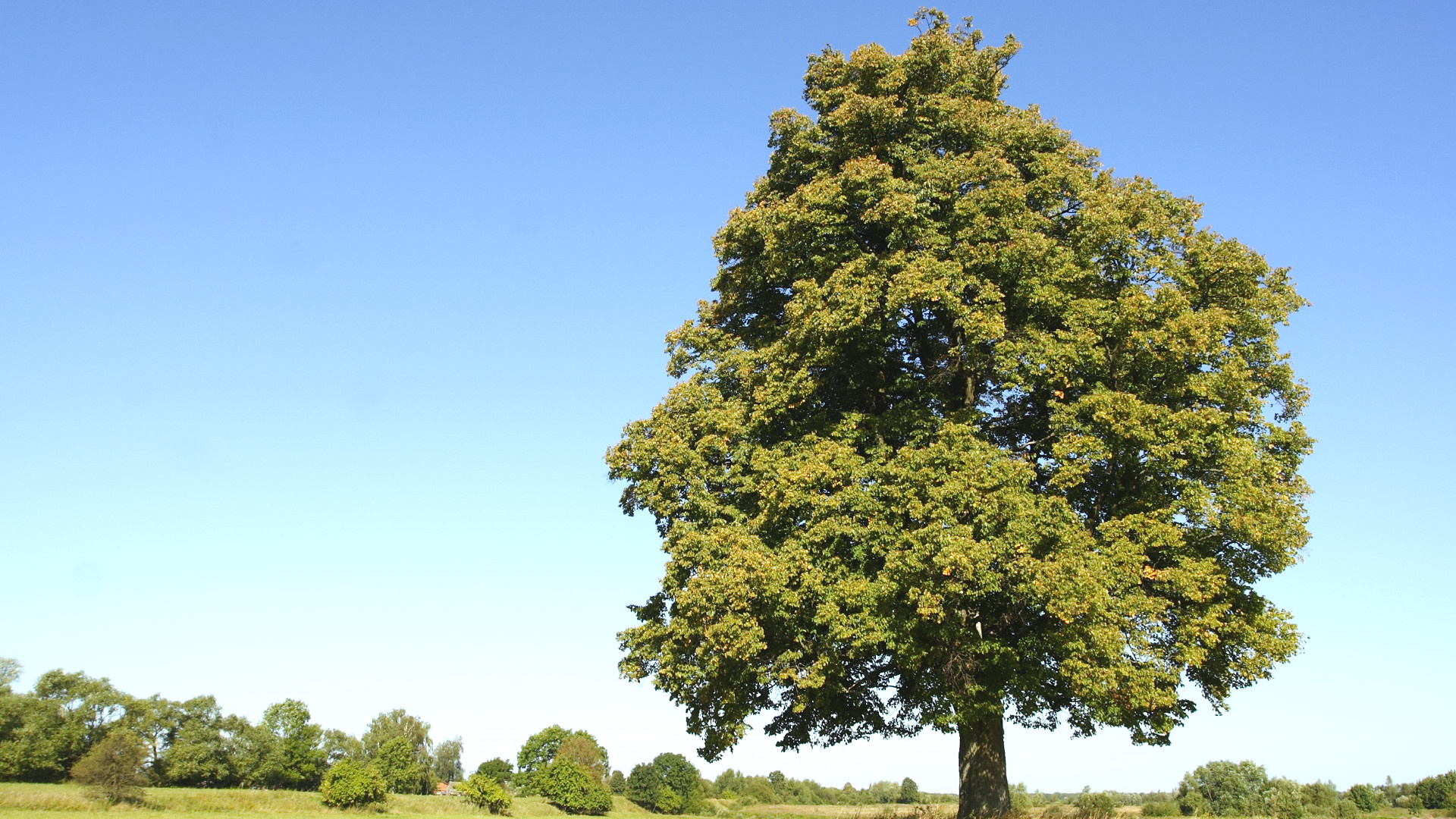 Linden Tree, silver linden, shimmering tree, Arbor Day, 1920x1080 Full HD Desktop