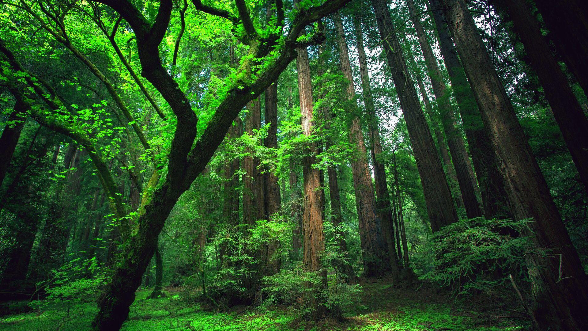 Immersive background, Amazon rainforest experience, Virtual escape, Nature's haven, 1920x1080 Full HD Desktop