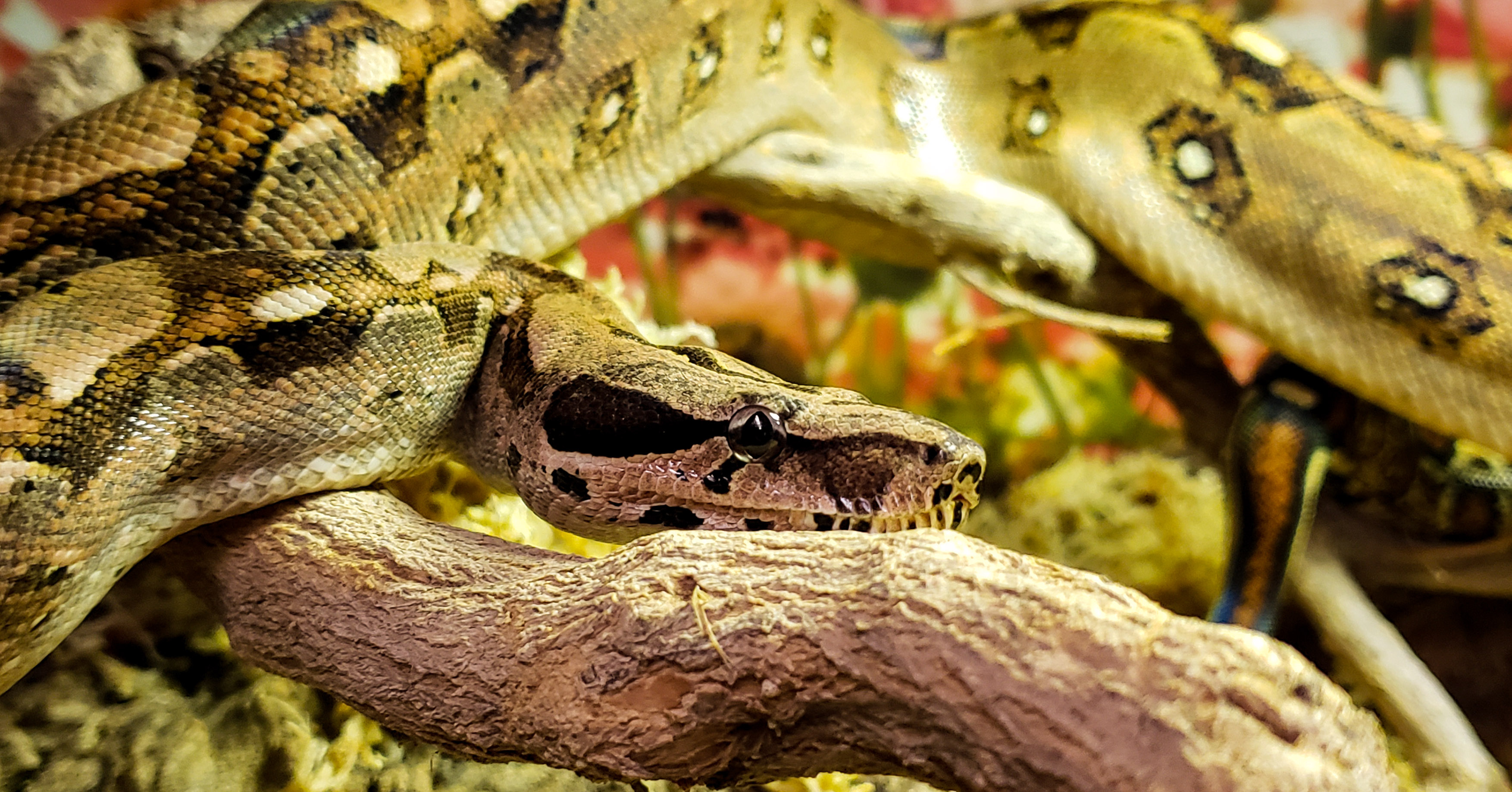 Boa Constrictor, Boa constrictors, Morphmarket reptile community, 3510x1840 HD Desktop