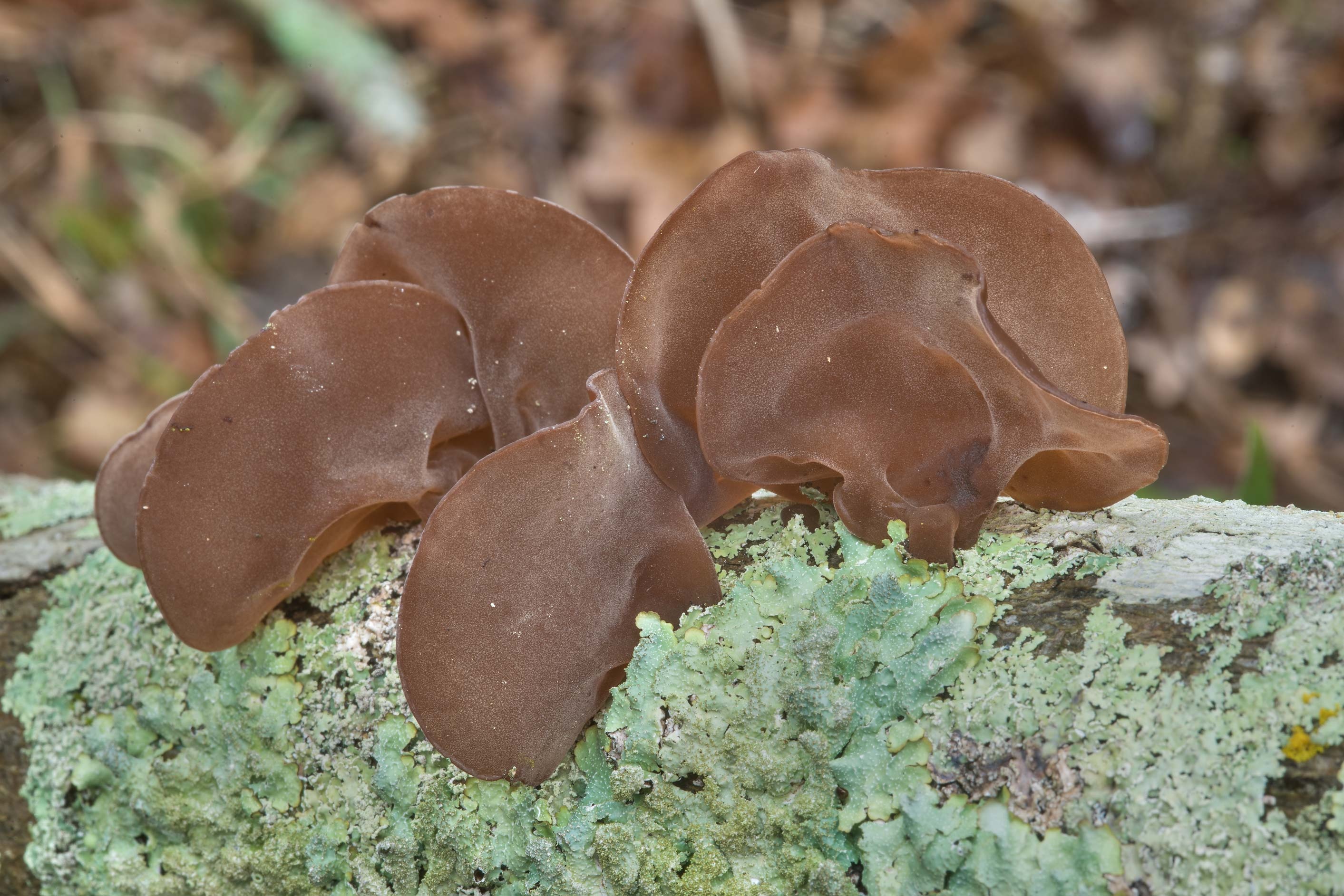 Wood Ear mushrooms, College station Texas, Food, 2830x1890 HD Desktop