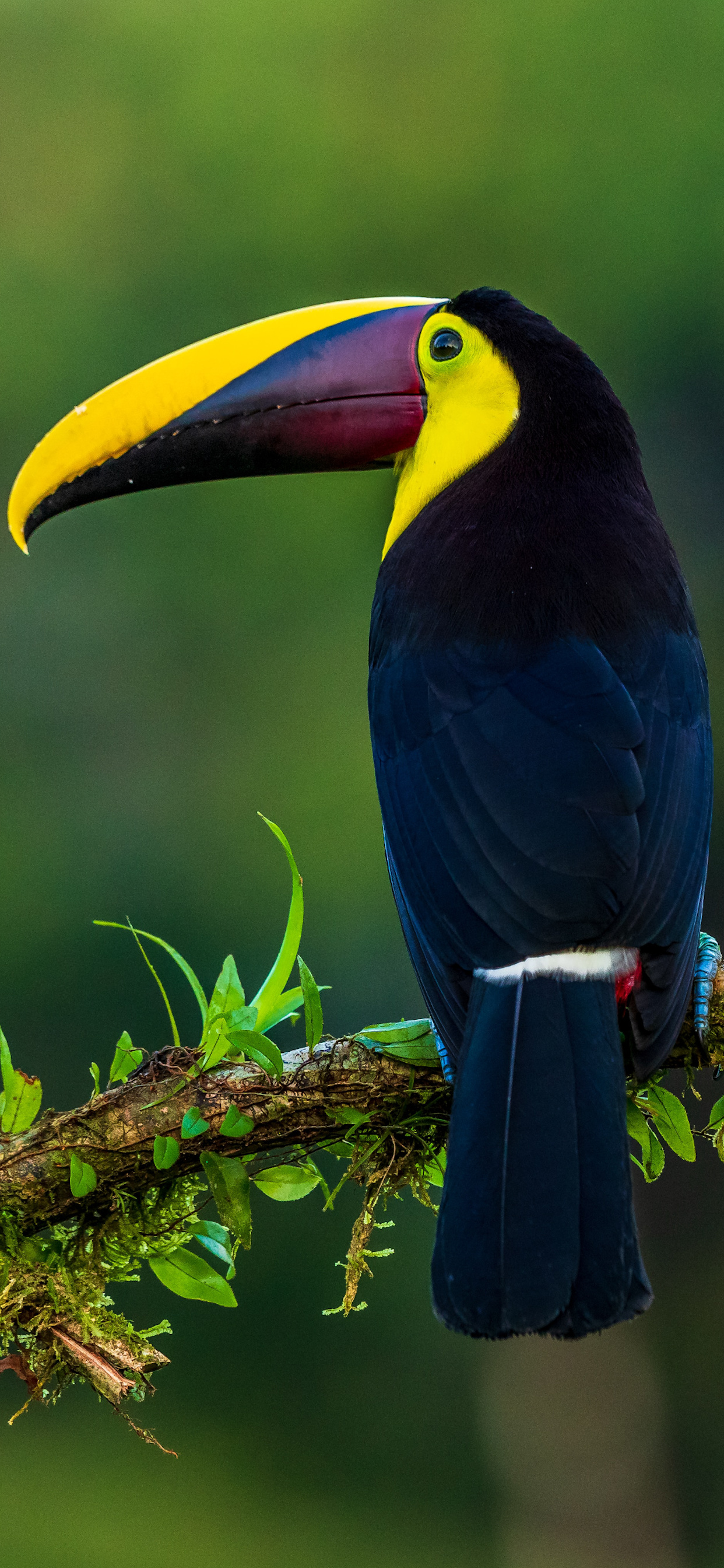 The Choco, Toucans Wallpaper, 1250x2690 HD Phone