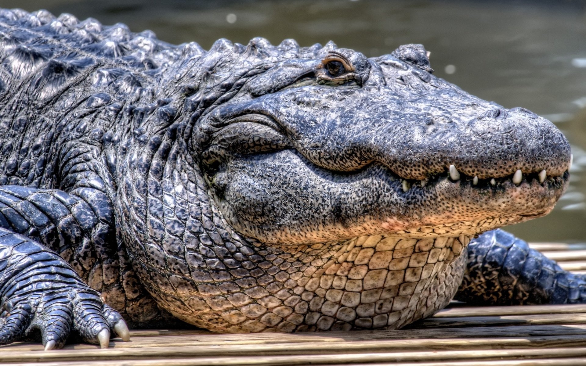 Alligator HD wallpapers, Nature's wonders, Digital backgrounds, Wildlife photography, 1920x1200 HD Desktop