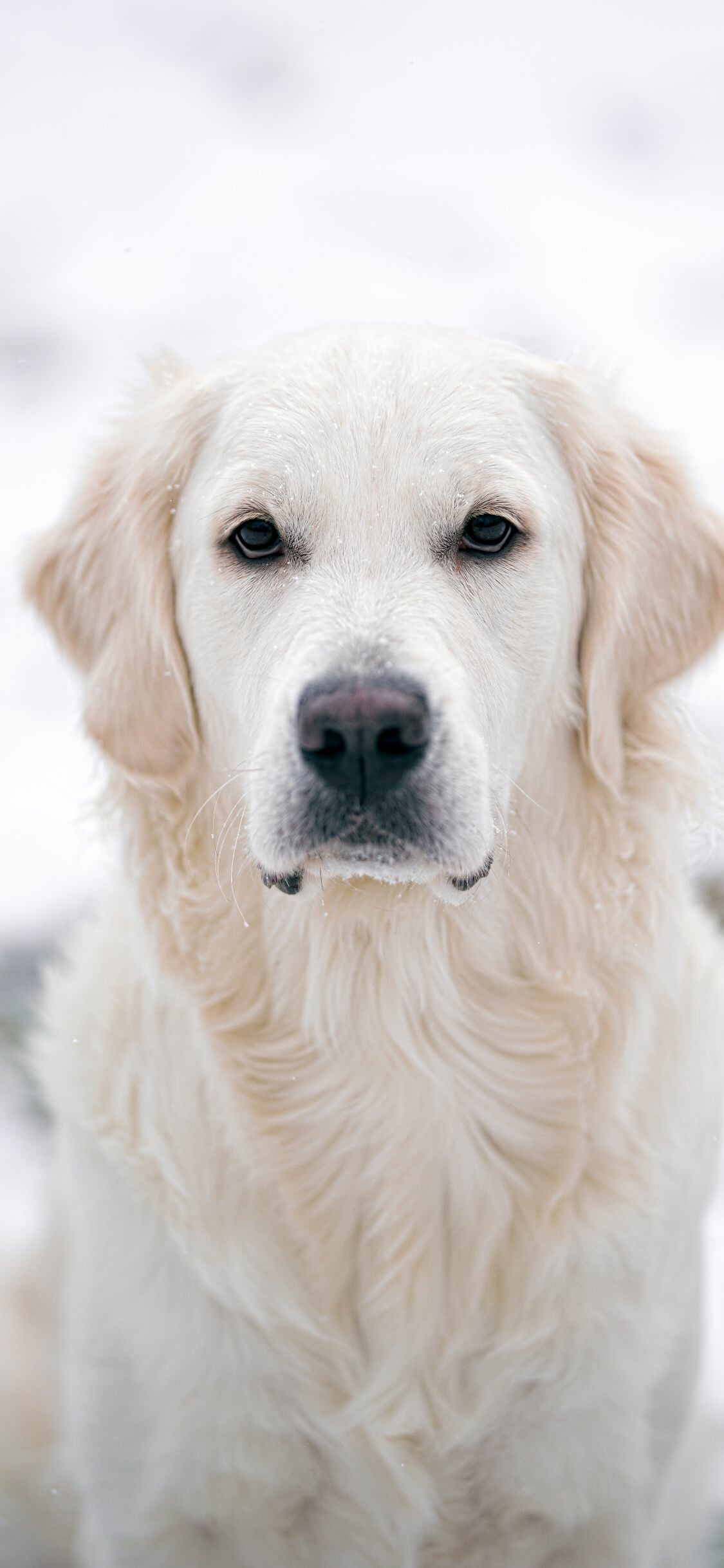 Golden Retriever, Majestic beauty, Intelligent eyes, Affectionate breed, 1130x2440 HD Phone