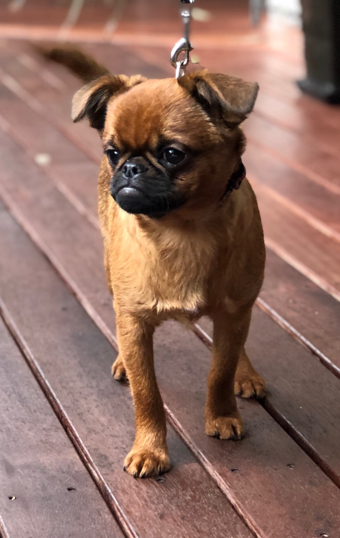 Brussels Griffon, Griffon rescue dogs, Dog hotel, Breed information, 1300x2050 HD Phone