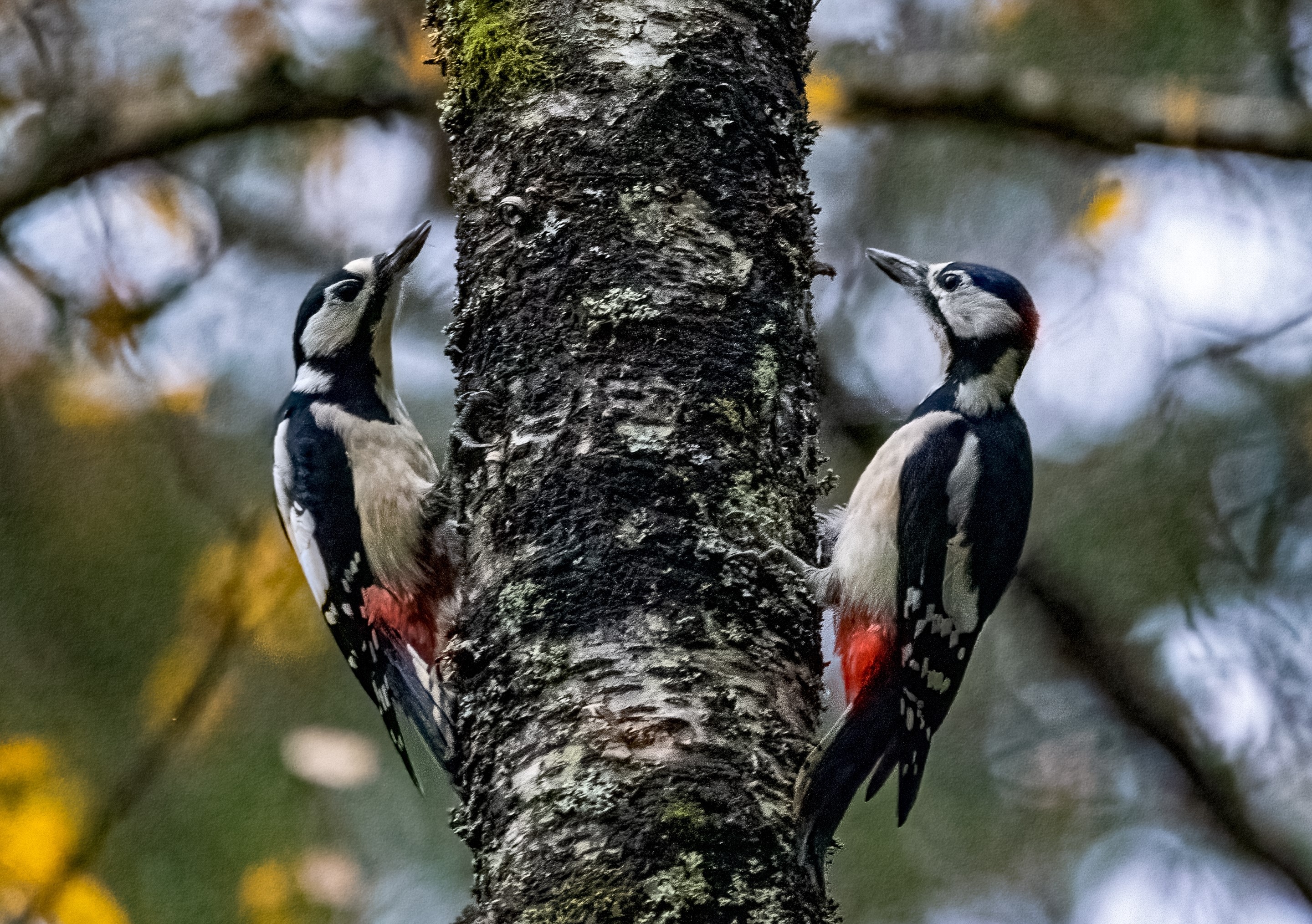 Couple, Woodpecker Wallpaper, 2880x2030 HD Desktop