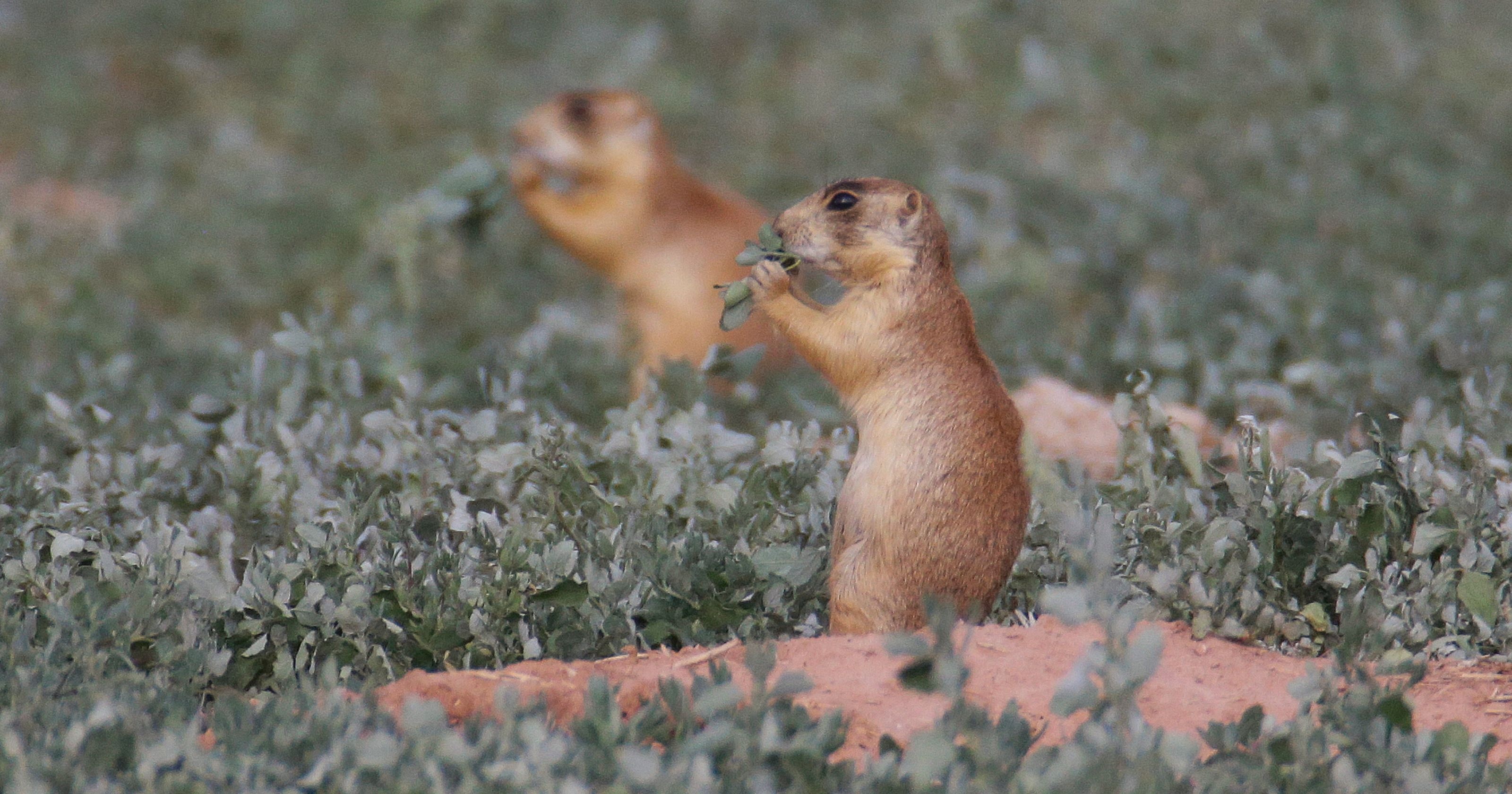 Prairie Dog, Animal, Flower, Jooinn, 3200x1680 HD Desktop