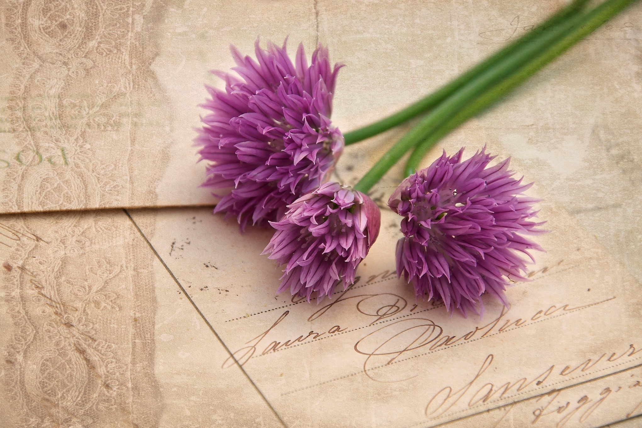 Flower HD wallpaper, Background image, Chives, Food, 2040x1360 HD Desktop