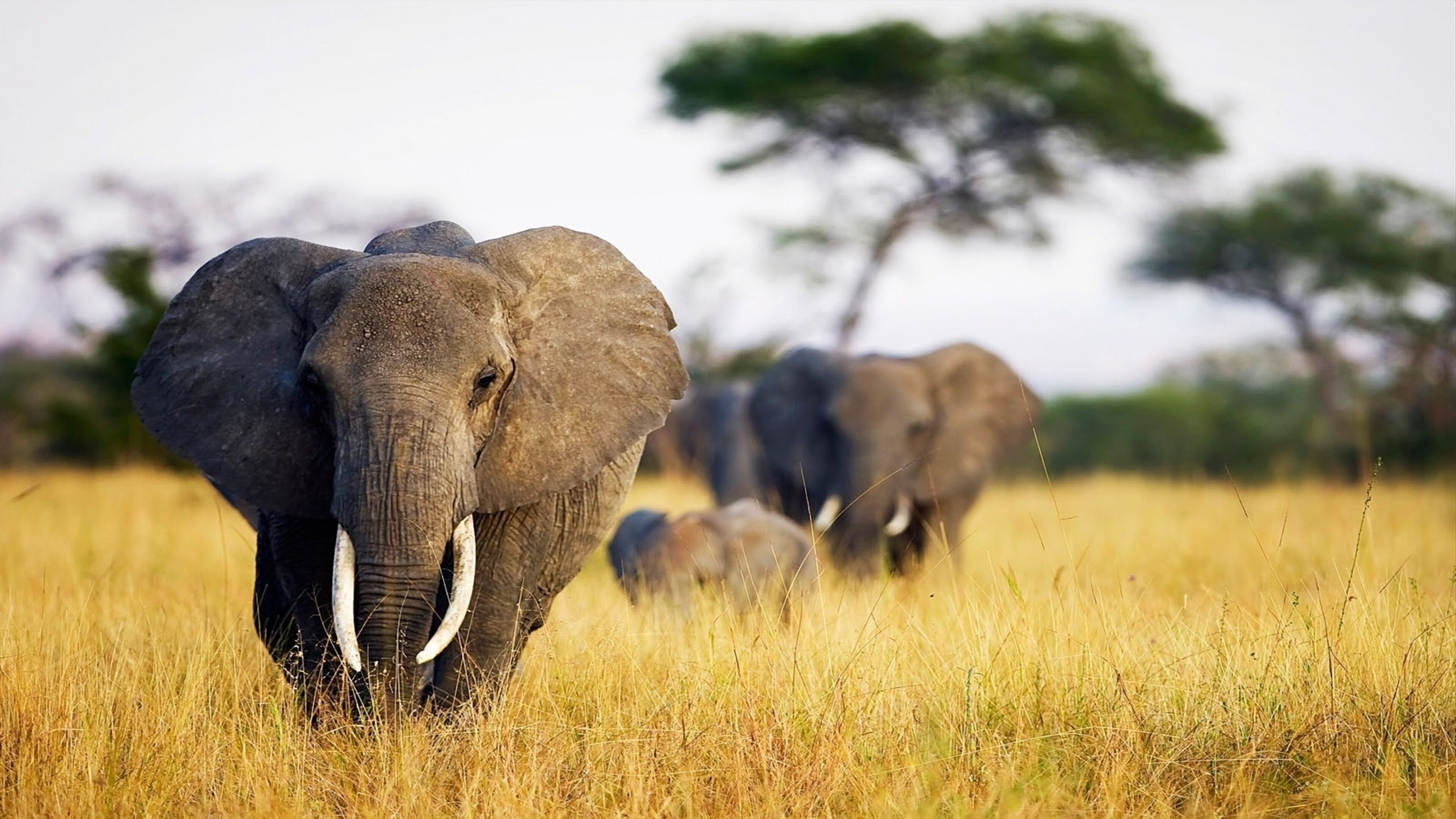 African, Elephants Wallpaper, 3840x2160 4K Desktop