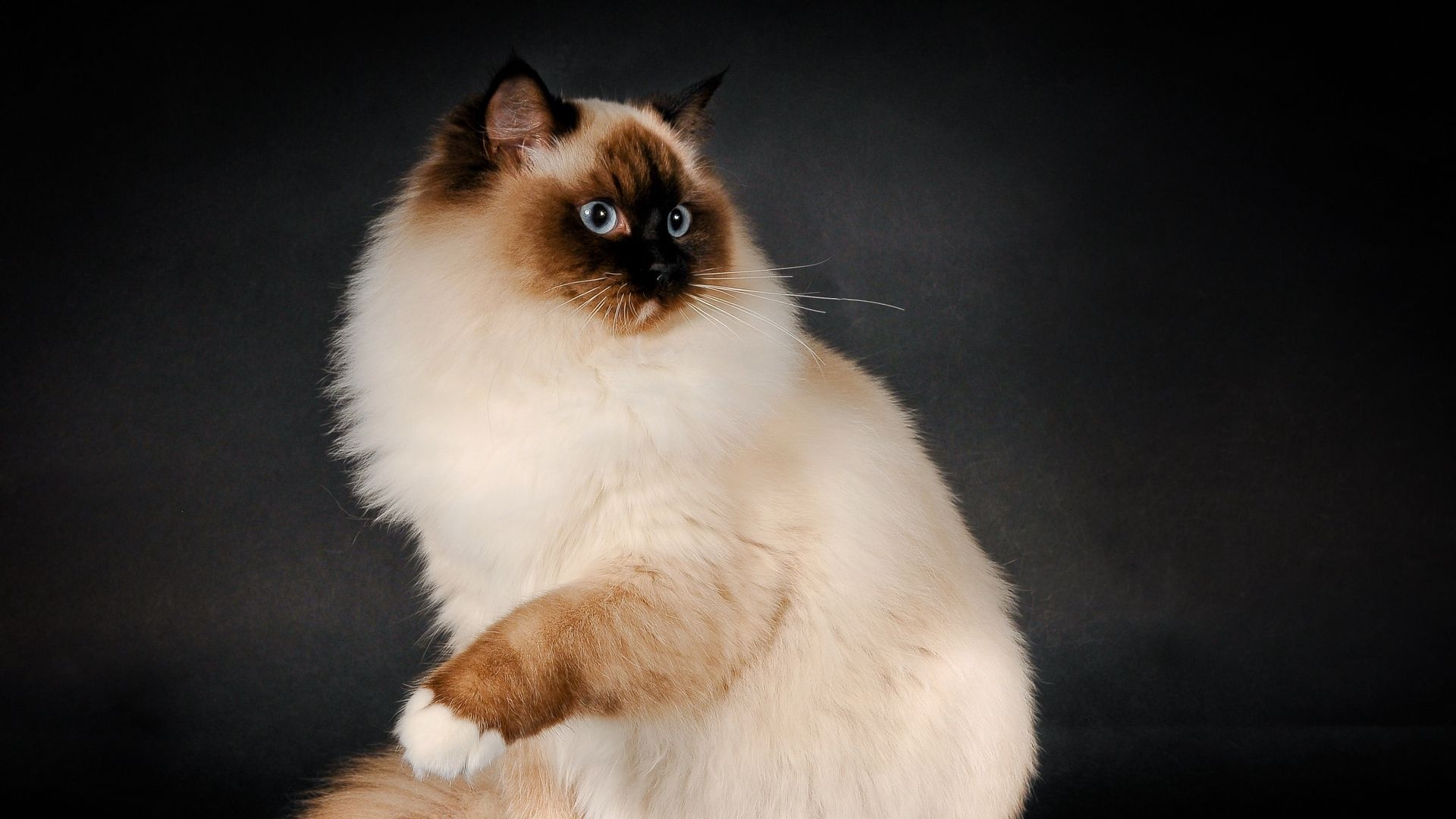 Ragdoll wallpapers top, Ragdoll backgrounds, Top free ragdoll, Ragdoll wallpapers, 1920x1080 Full HD Desktop