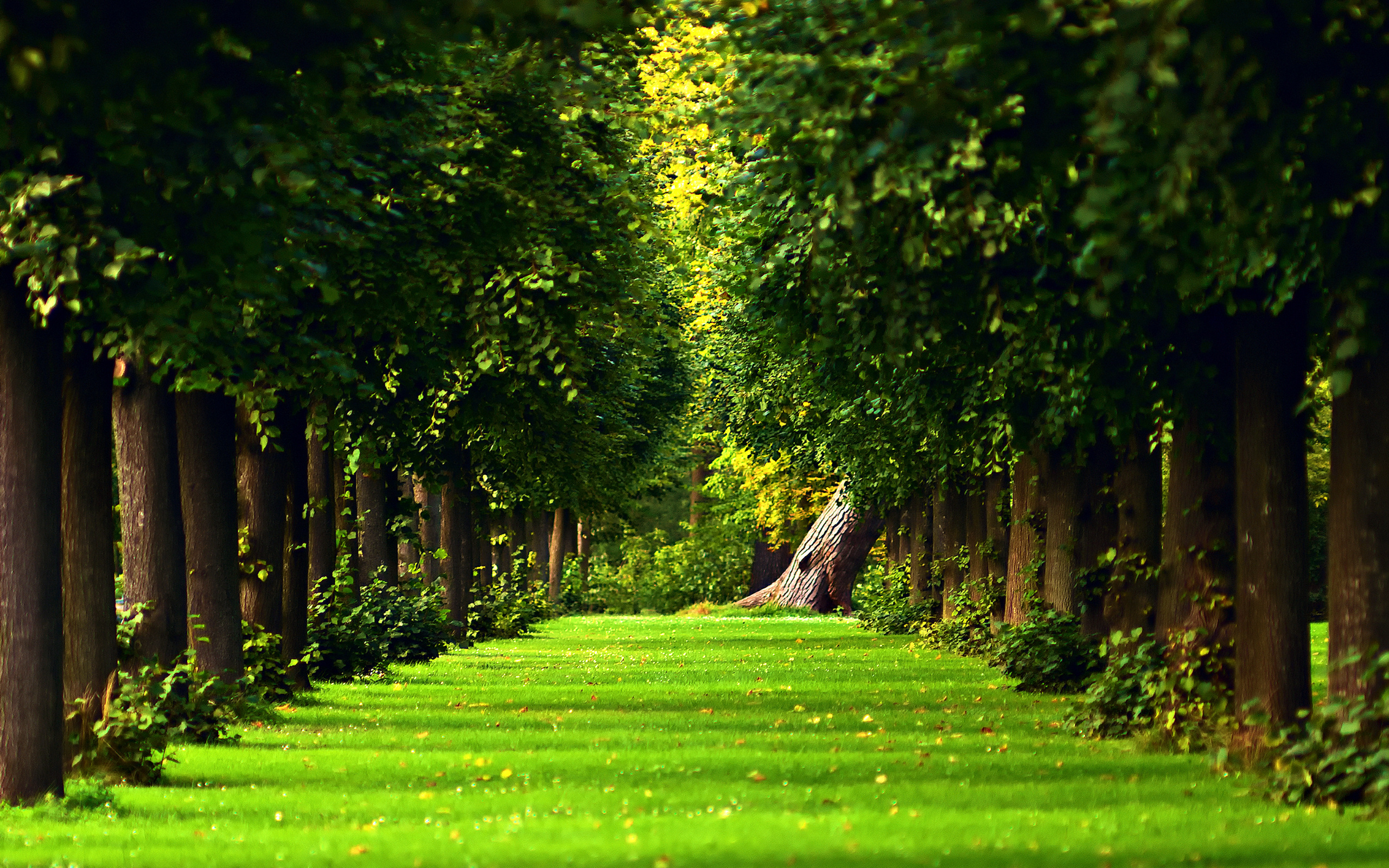 Green Forest, Beautiful wallpaper, Free download, 2560x1600 HD Desktop