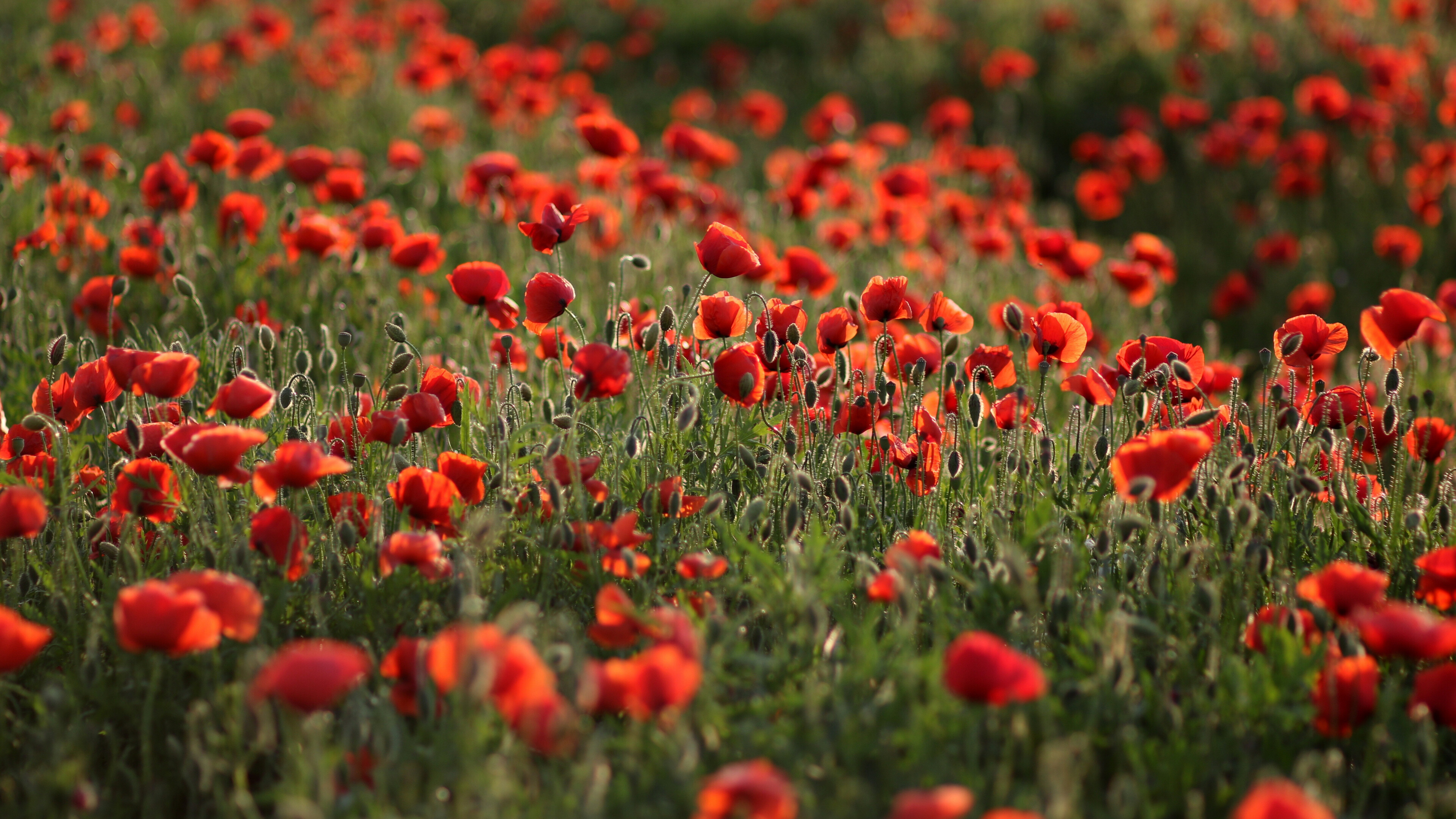 Meadow flowers poppy 4k, Beautiful wallpaper, Scenic landscape, Nature's charm, 3840x2160 4K Desktop