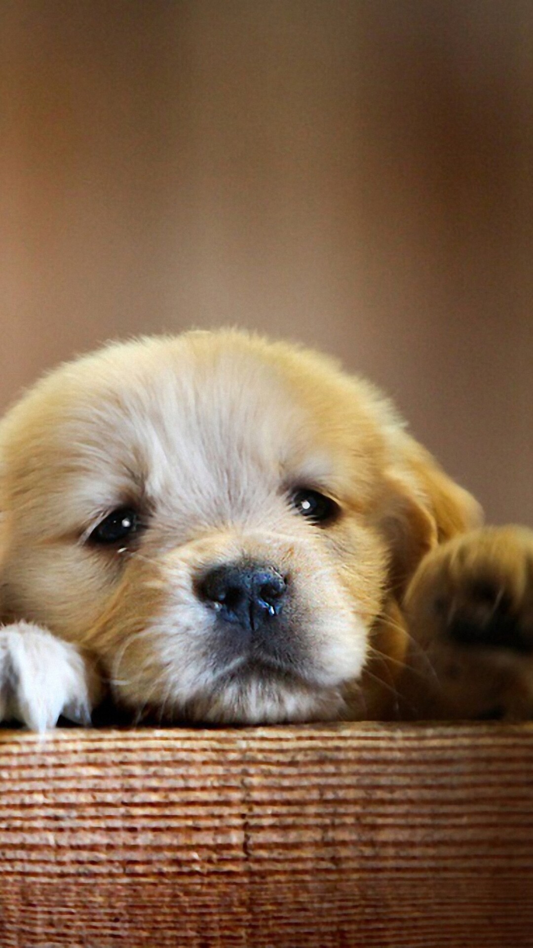 Little puppy, iPhone wallpaper, Cute animal, iPhone 6 Plus, 1080x1920 Full HD Phone