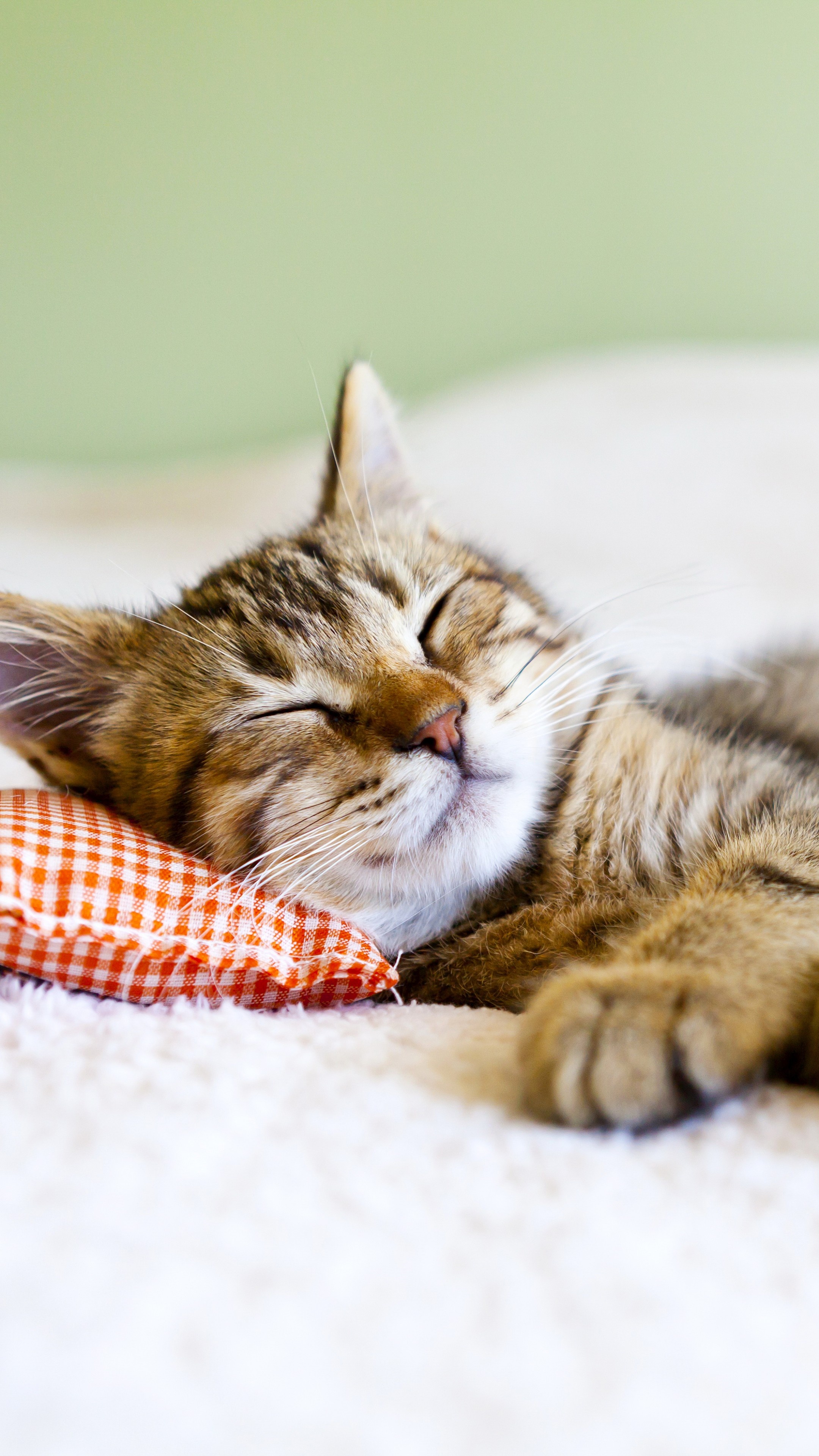 sleeping tabby kitten, orange gingham pillow, white plush blanket, 4K Phone wallpaper