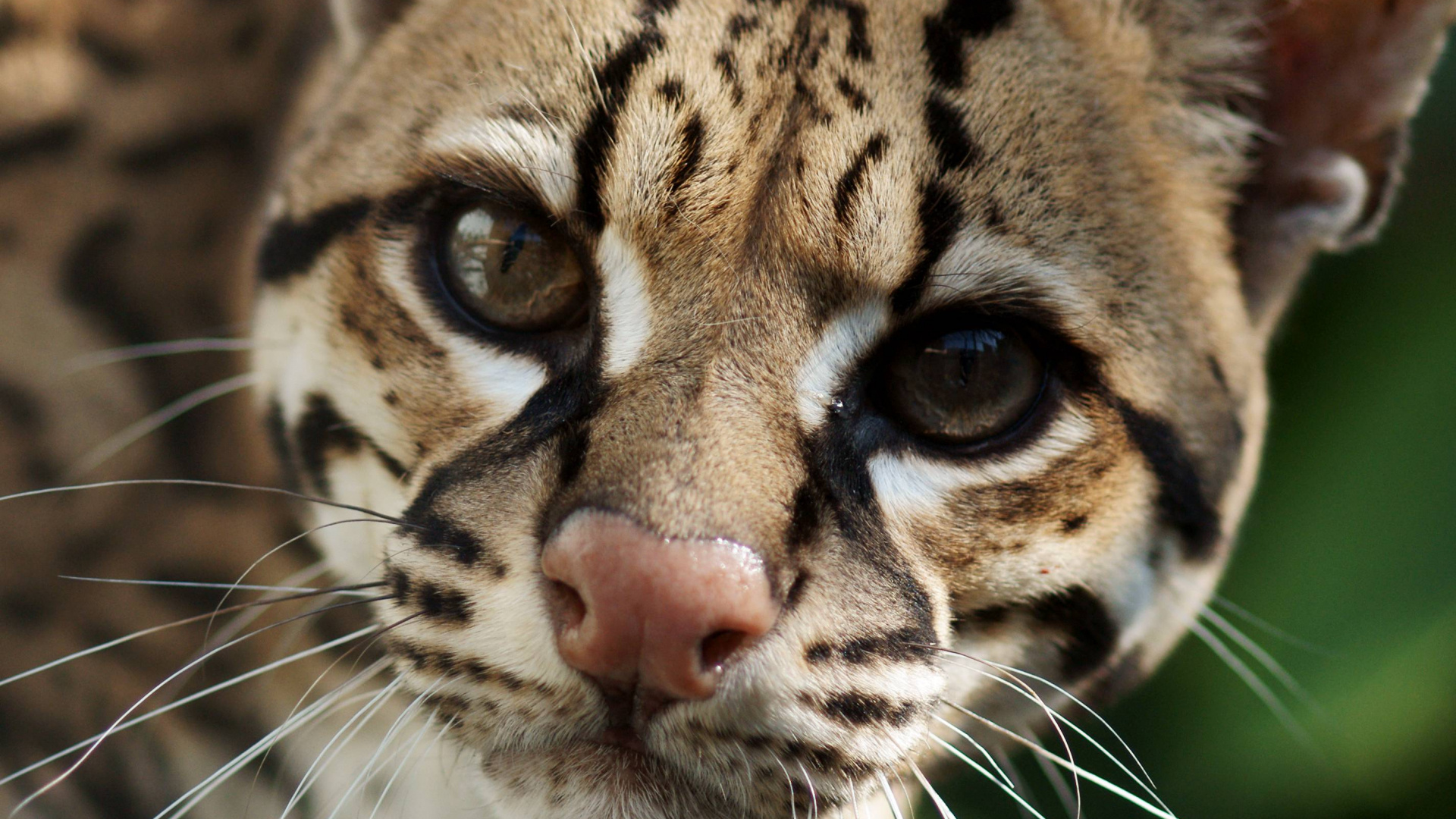 Ocelot wallpapers, HQ images, Wildcat perfection, Mesmerizing details, 1920x1080 Full HD Desktop