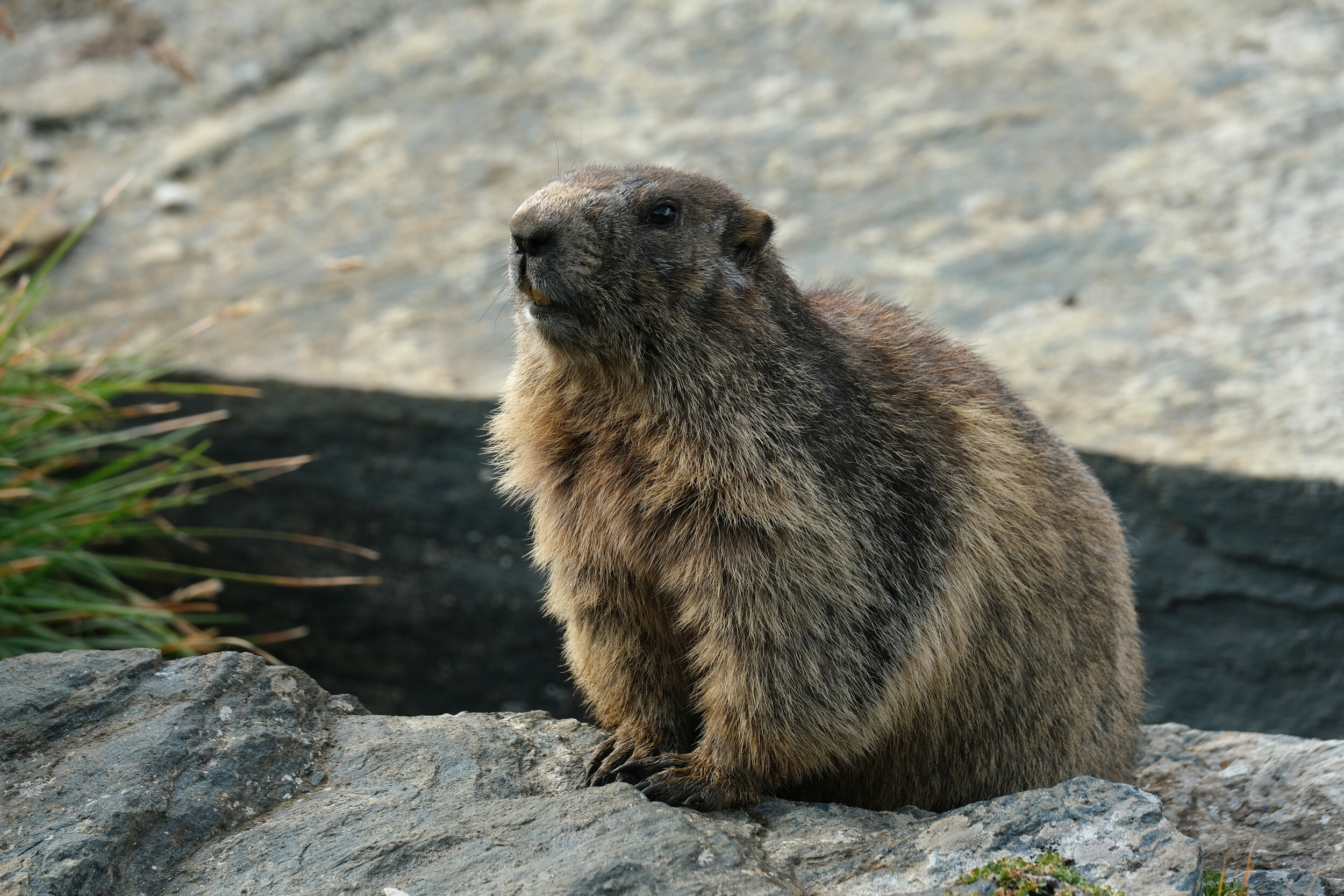 Groundhog Day 2020, Weather prediction, Origin and history, Rodent's significance, 2500x1670 HD Desktop