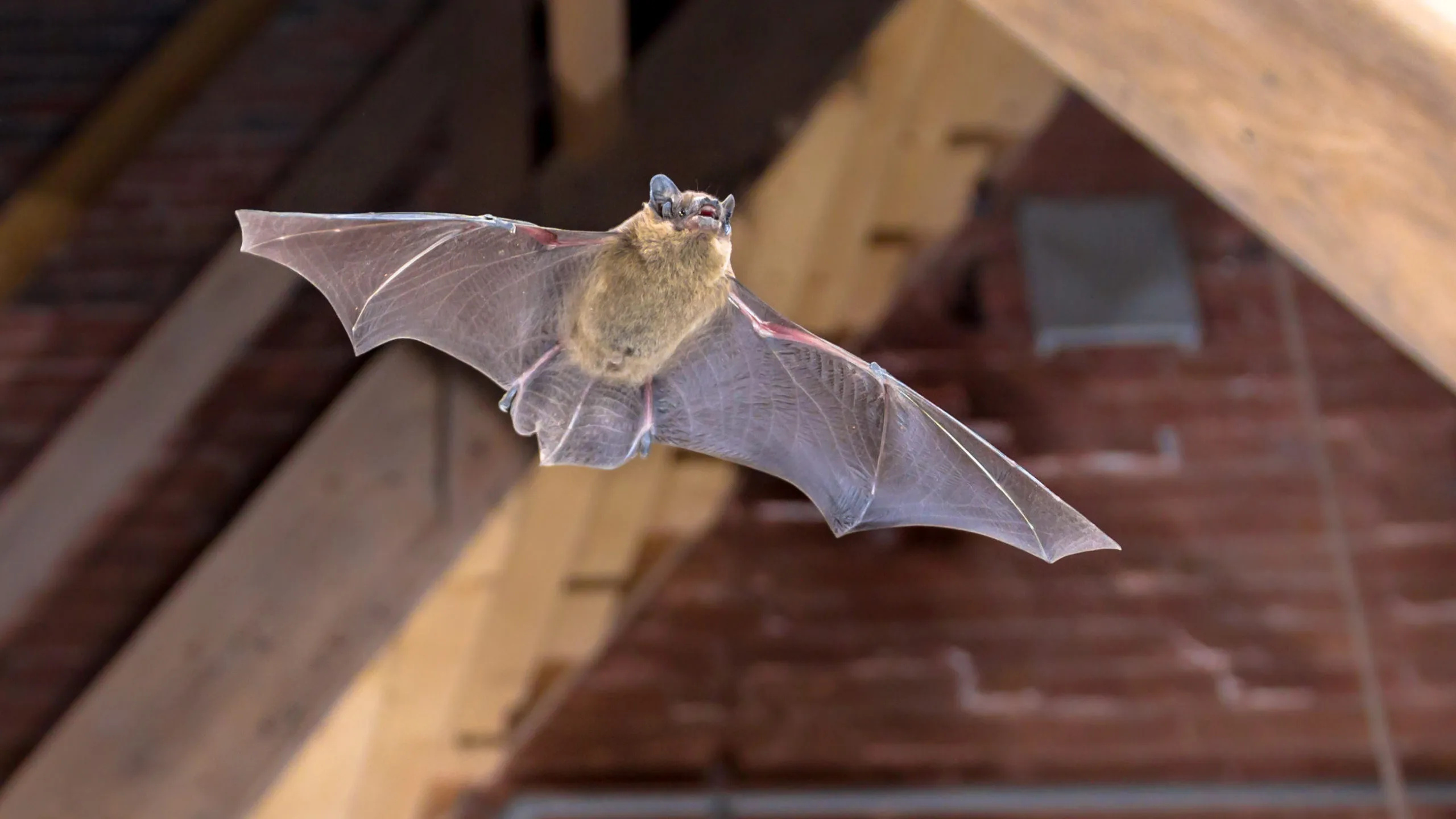 Remove bat calmly, Quick bat removal, Home invasion, Peaceful resolution, 2560x1440 HD Desktop