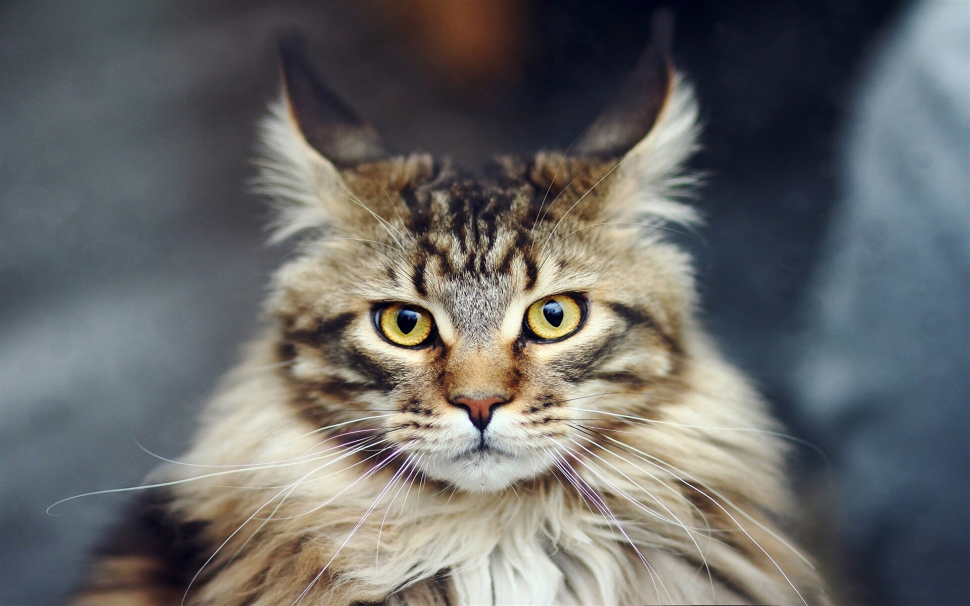 Maine Coon close-up, Mesmerizing yellow eyes, Fluffy and adorable, Stunning high-quality image, 1920x1200 HD Desktop