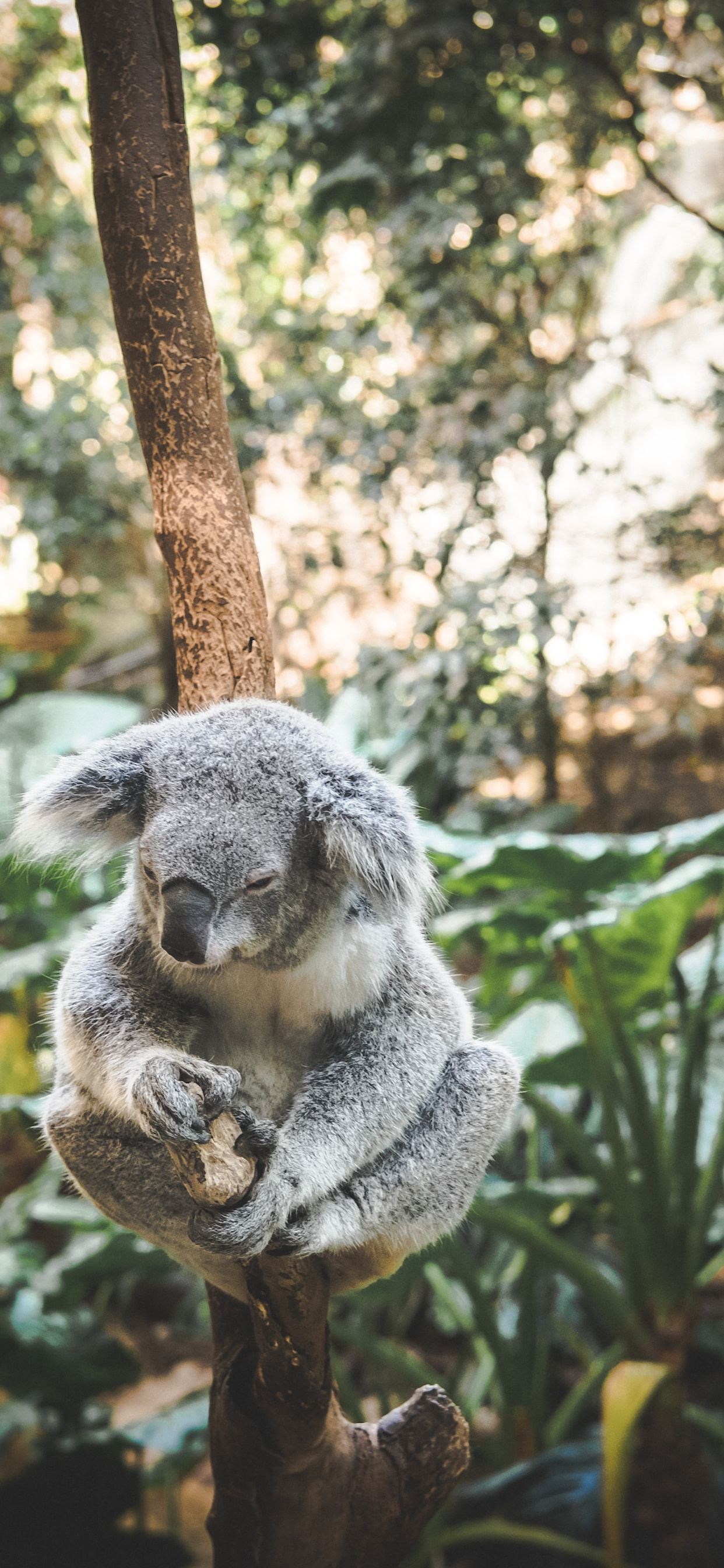 iPhone koala wallpaper, Stylish background, Phone customization, Free download, 1250x2690 HD Phone