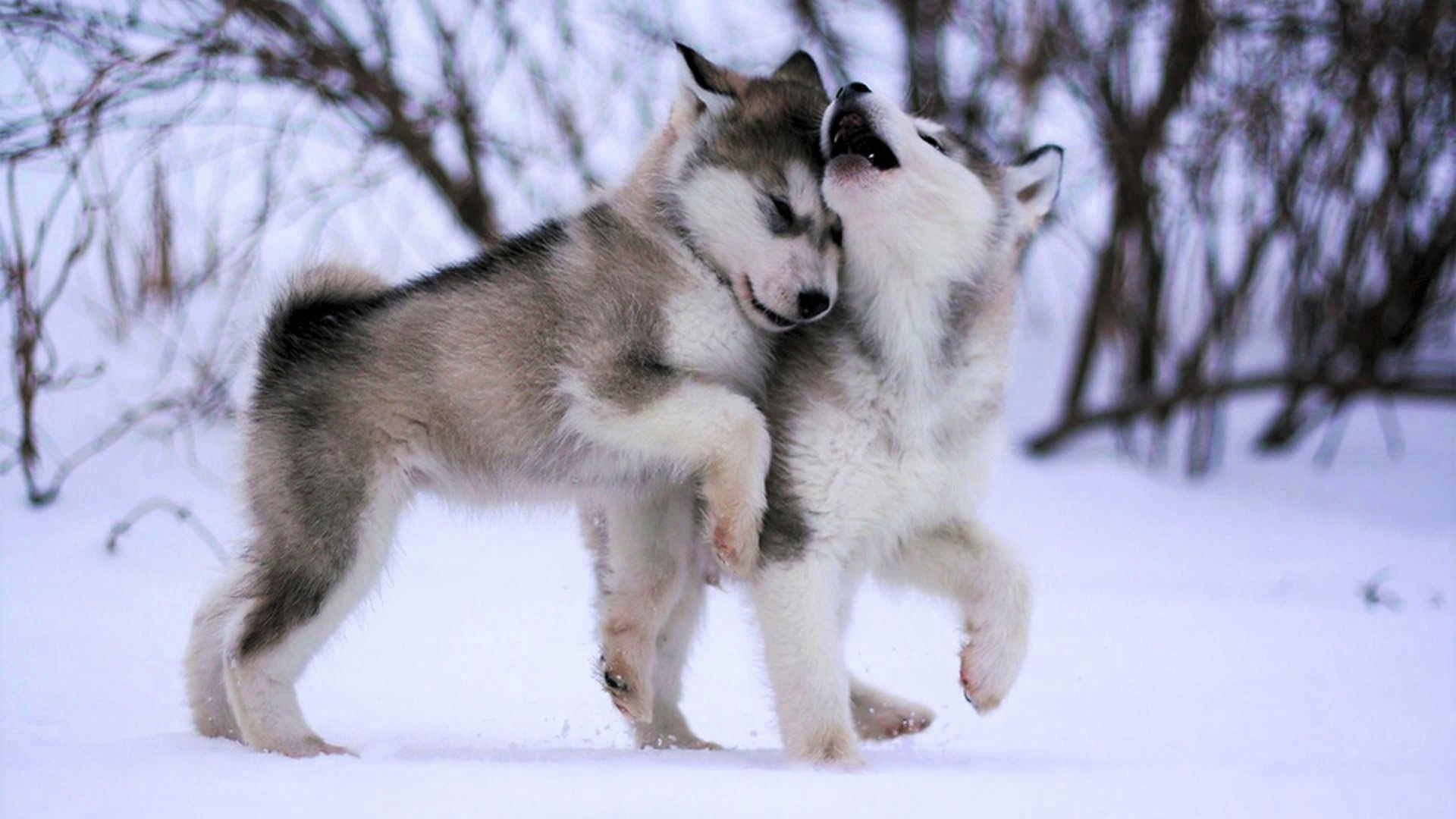 Husky puppy wallpapers, Sweet innocence, Top quality, Beautiful backgrounds, 1920x1080 Full HD Desktop