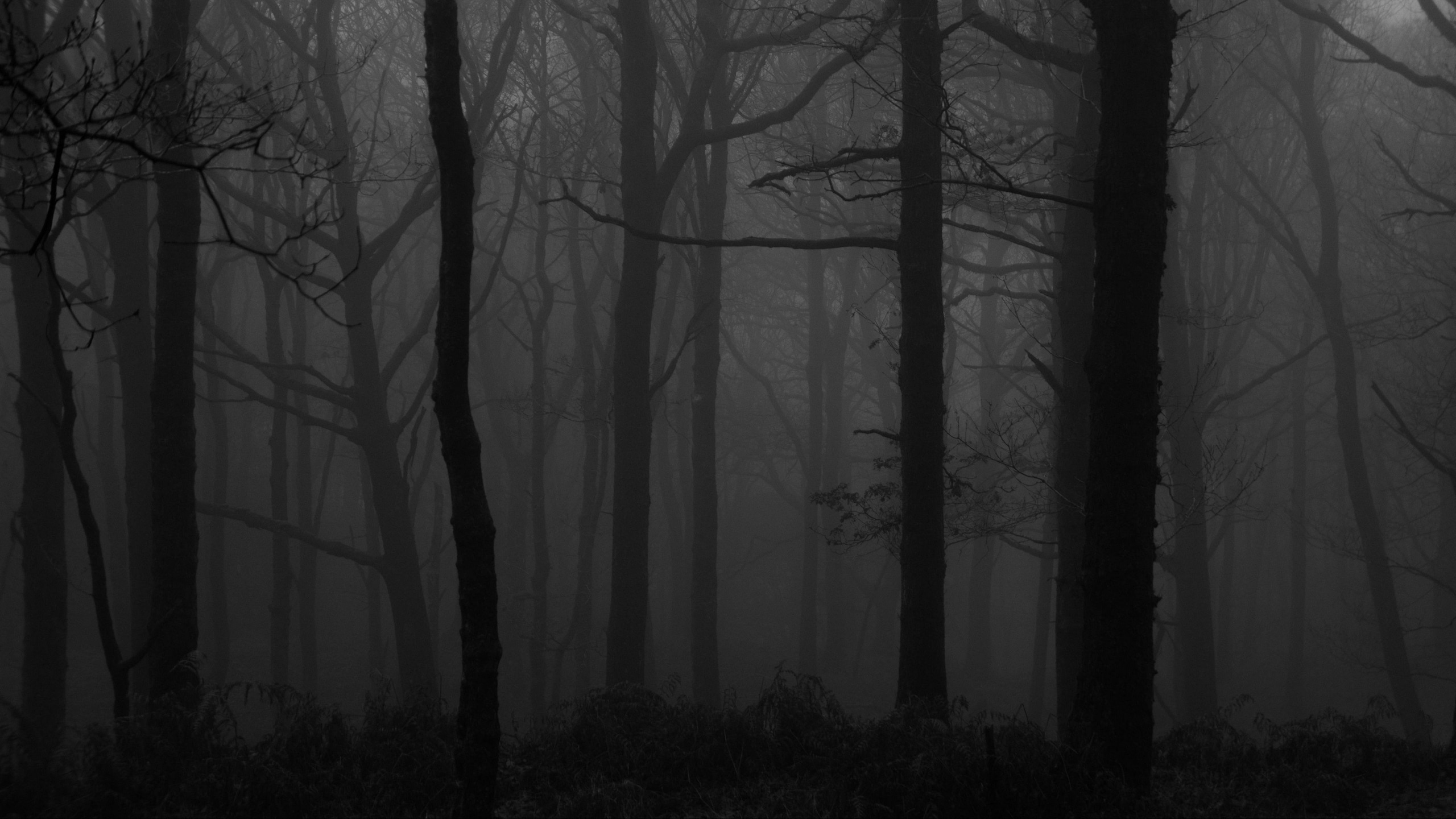 bare tree silhouettes, dense forest mist, black and white woodland, HD Desktop wallpaper