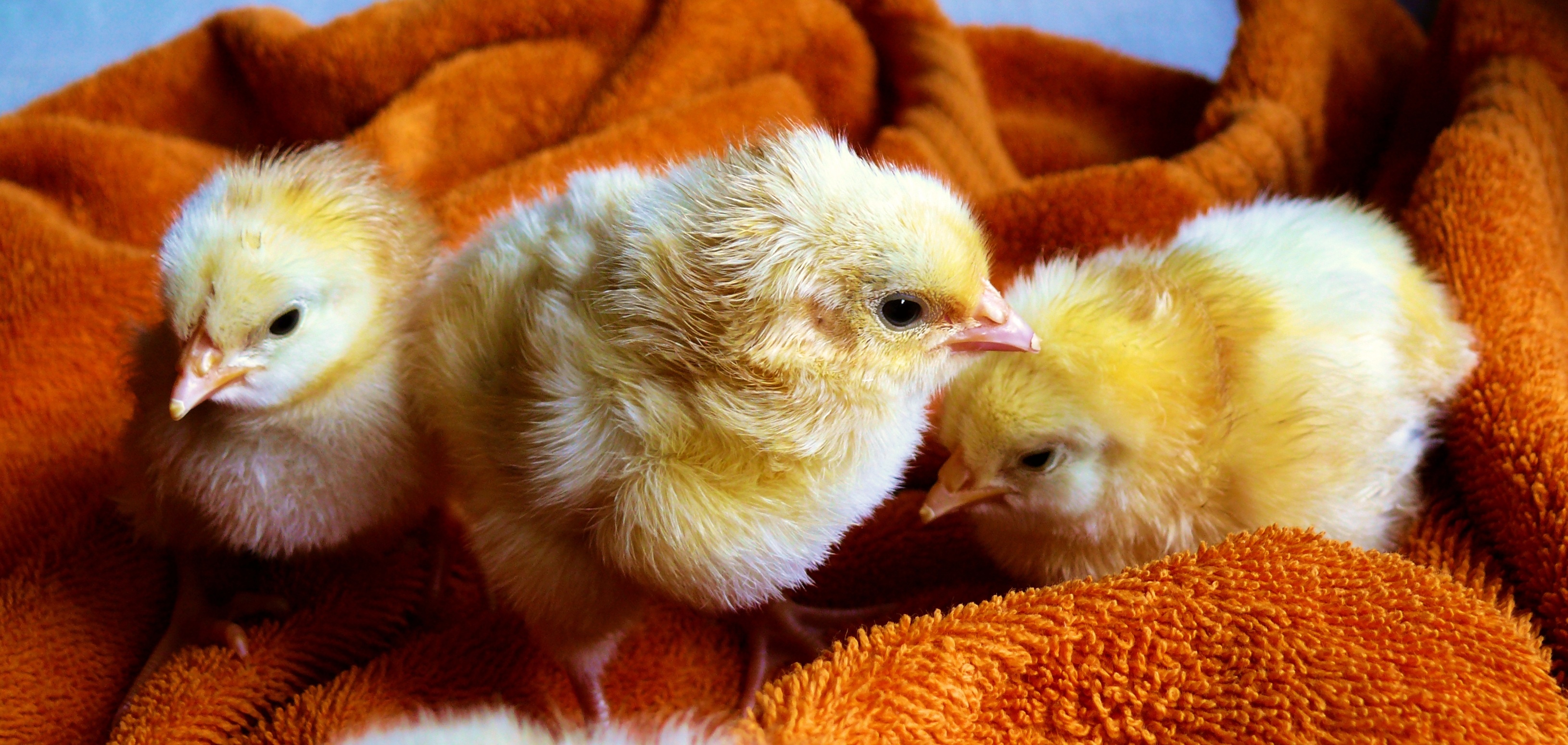 Animals chicken chicks wallpapers, Fluffy bundles, Farmyard cuteness, Barnyard wonders, 3260x1550 Dual Screen Desktop