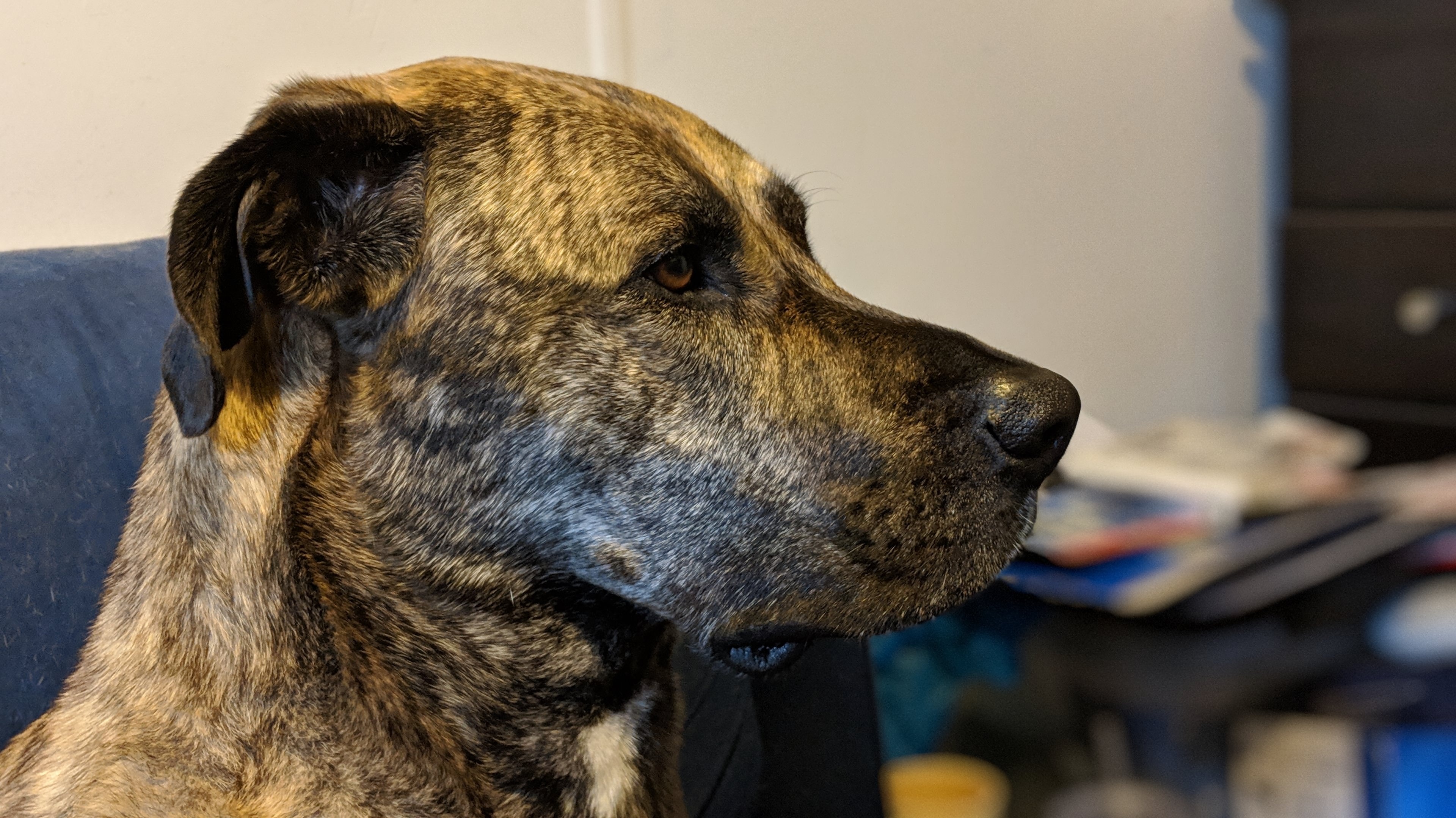 Brindle, Great Danes Wallpaper, 3840x2160 4K Desktop