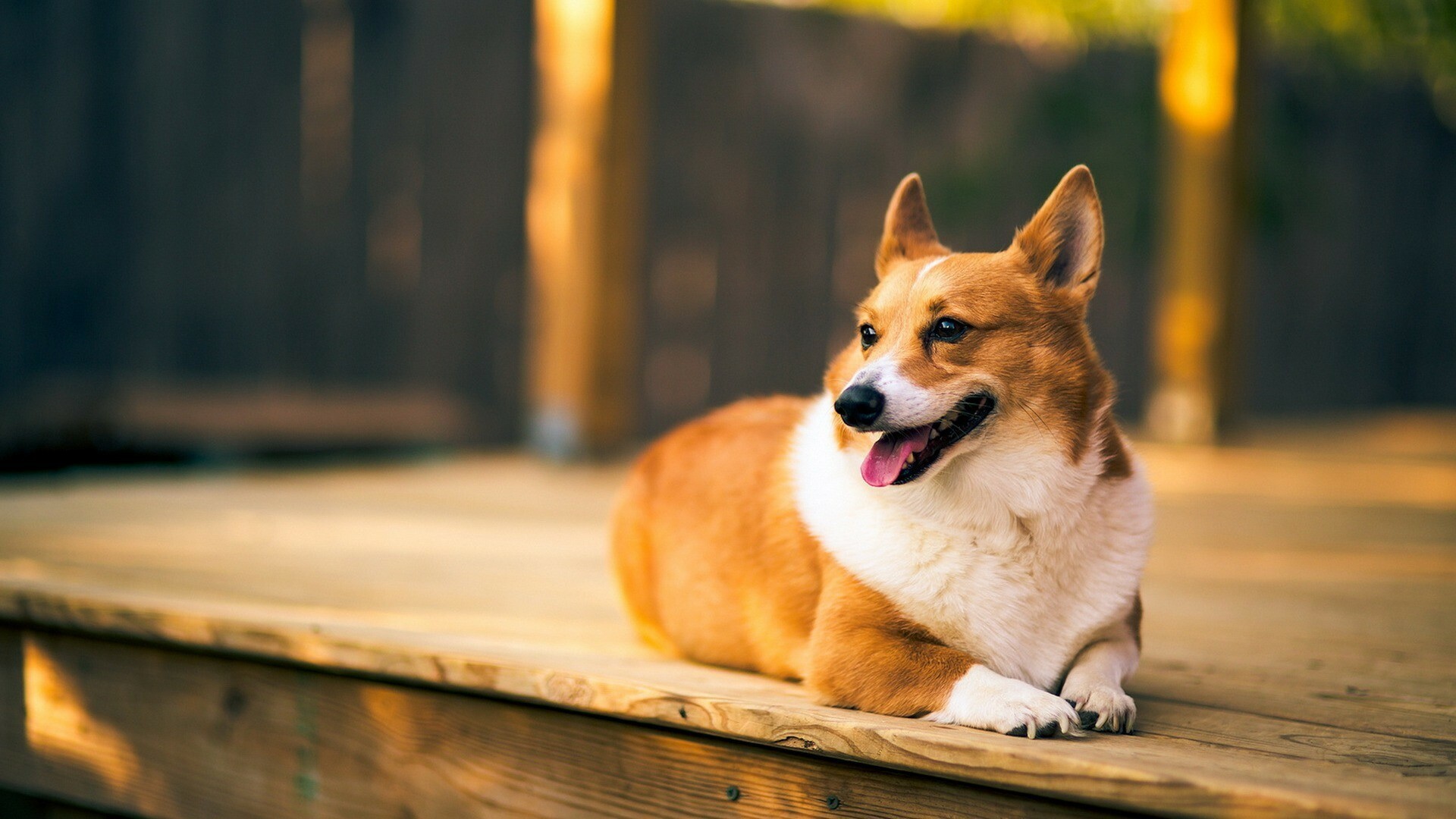 Funny Corgi, Christmas Corgi, Faithful, Wallpapers, 1920x1080 Full HD Desktop