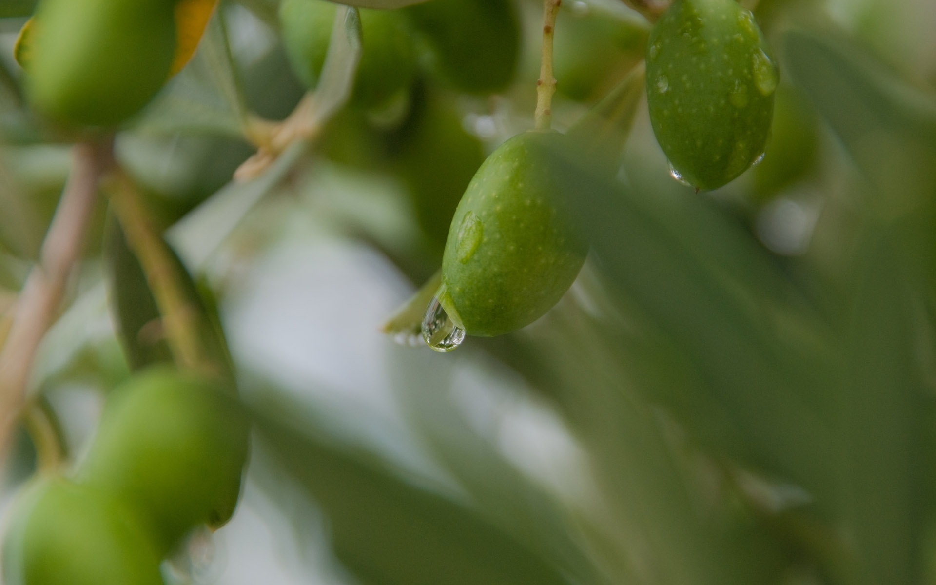 Free olive wallpapers, Green goodness, Natural beauty, Botanical aesthetics, 1920x1200 HD Desktop