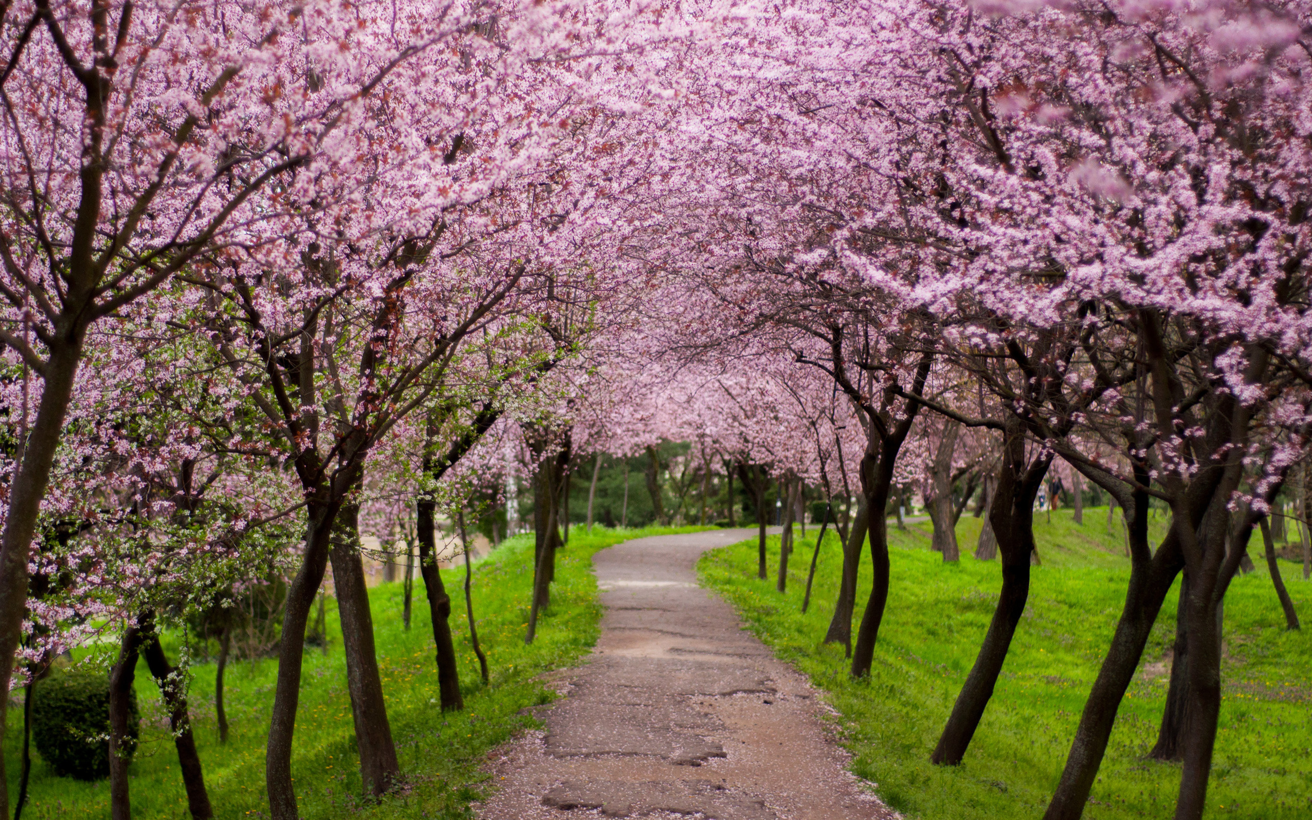 Cherry blossom canopy, Winding park path, Lush green lawn, HD Desktop wallpaper