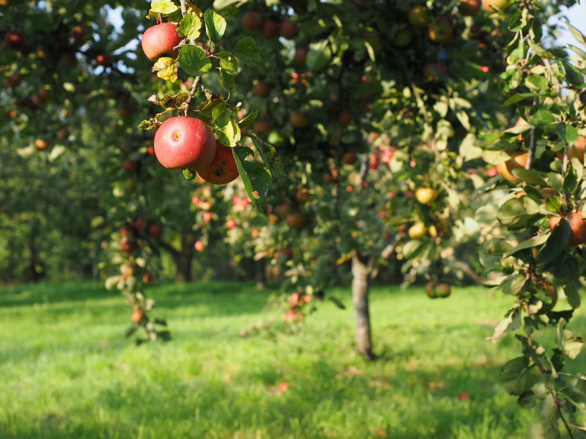 Apple Tree, Garden wallpapers, Nature, 1920x1440 HD Desktop