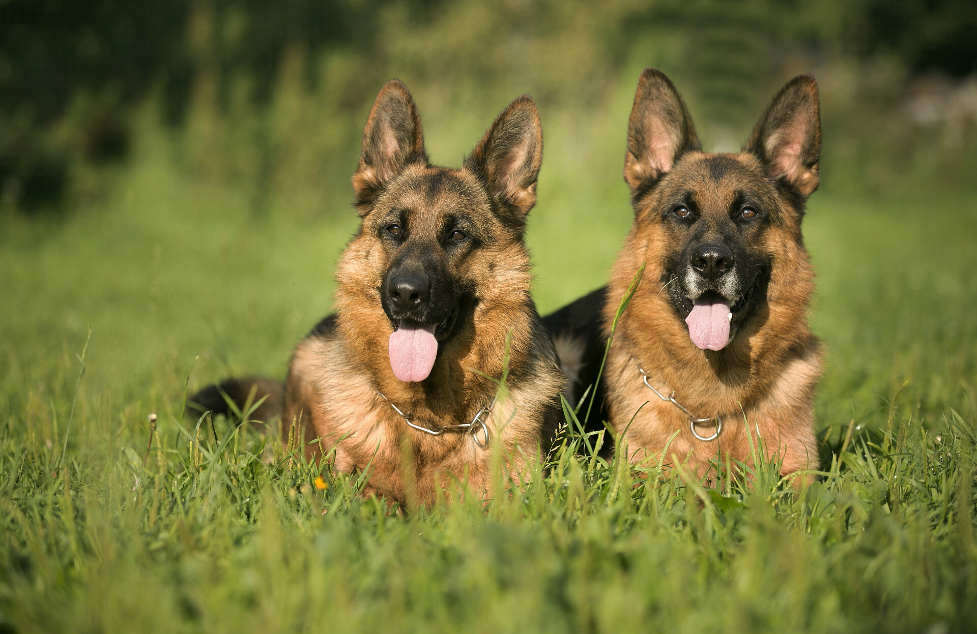 Couple, German Shepherds Wallpaper, 1920x1250 HD Desktop